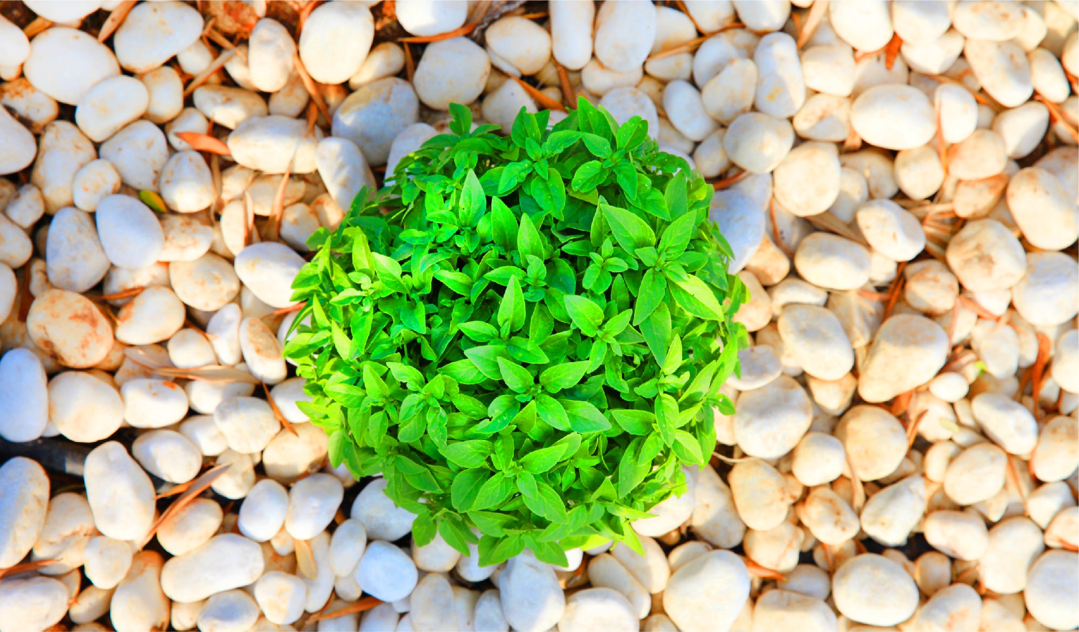 bocek_korunma-02-min