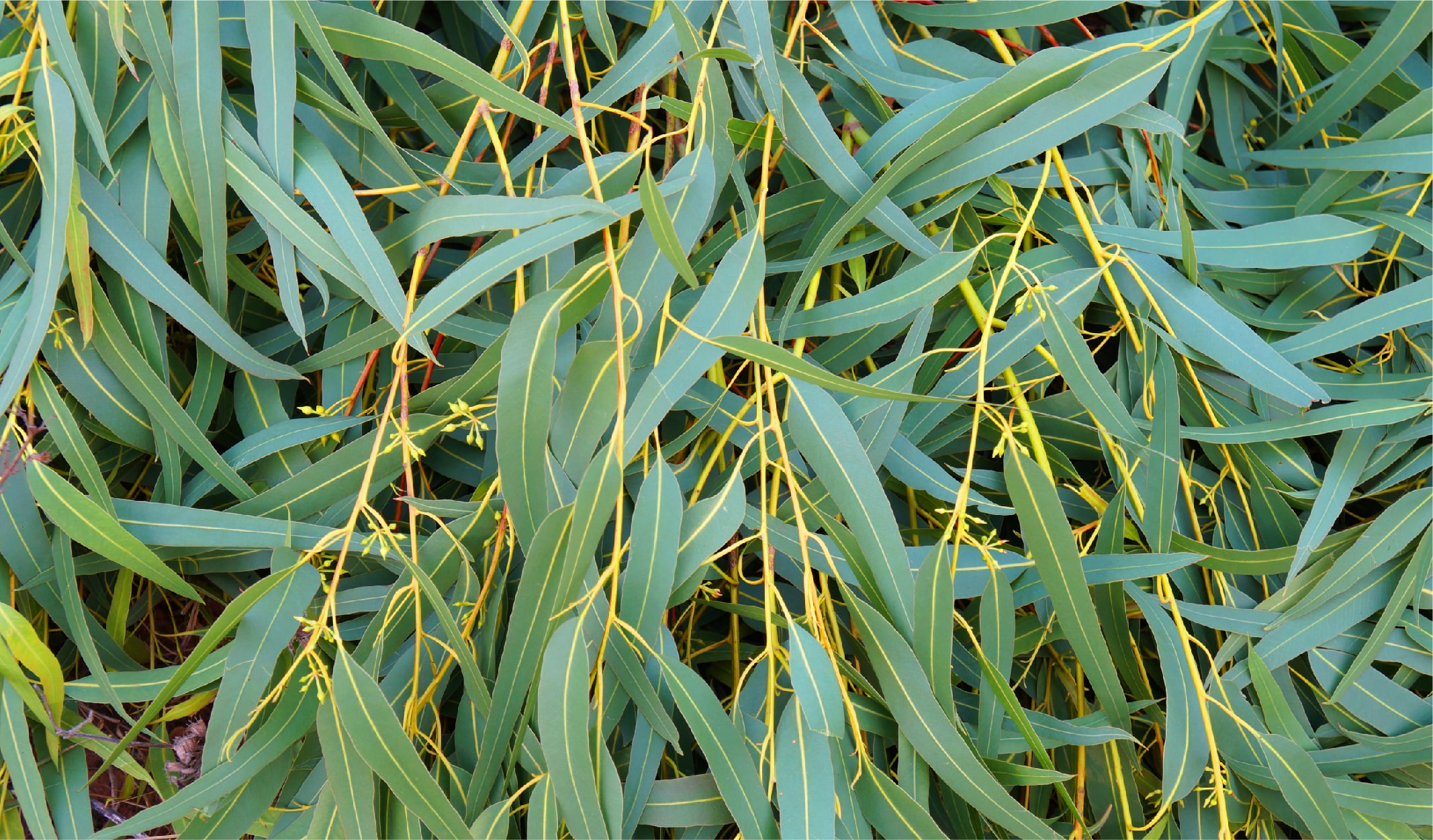 bocek_korunma-08-min