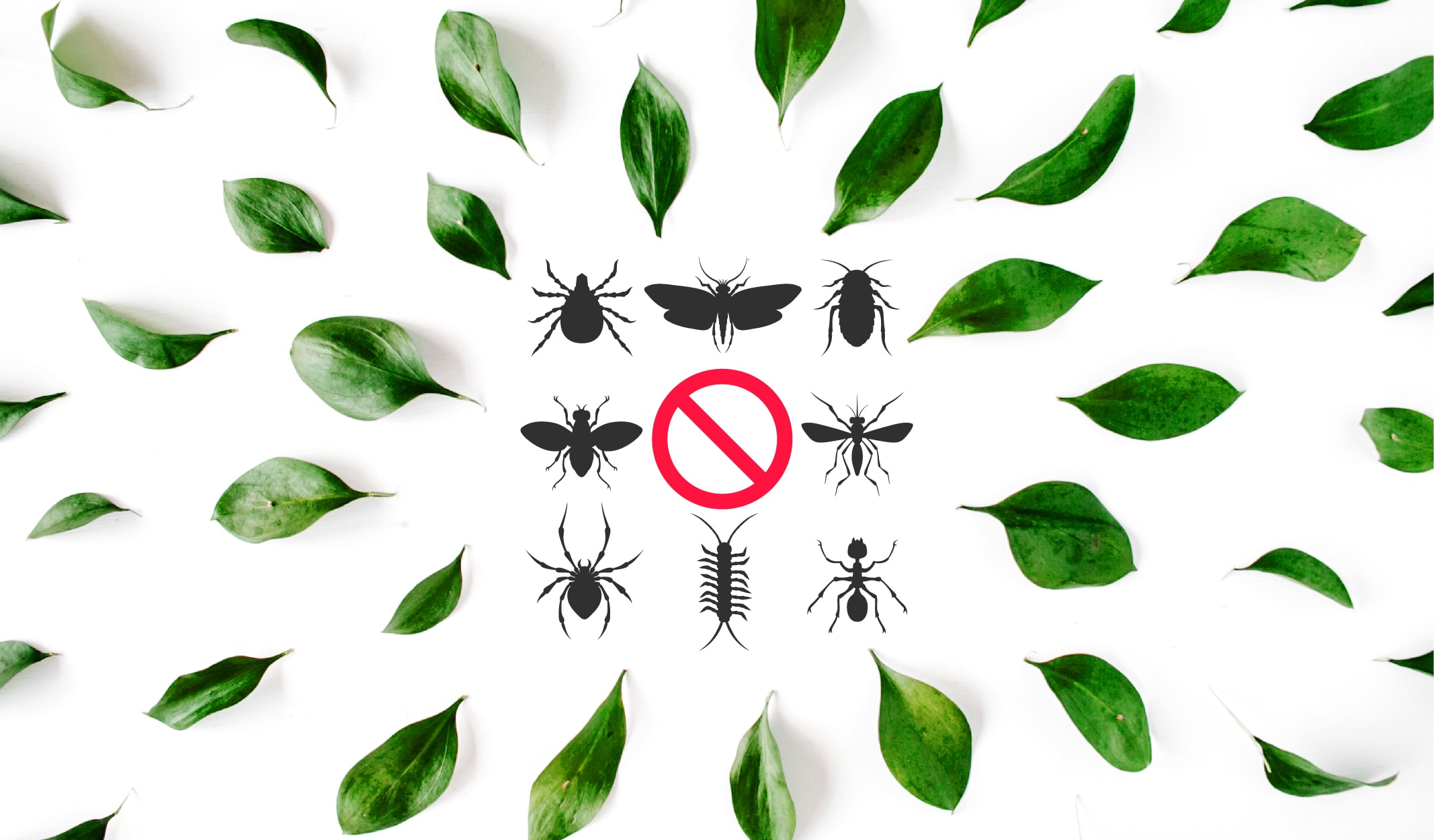 Böceklerden Korunmanın 9 Organik Yolu