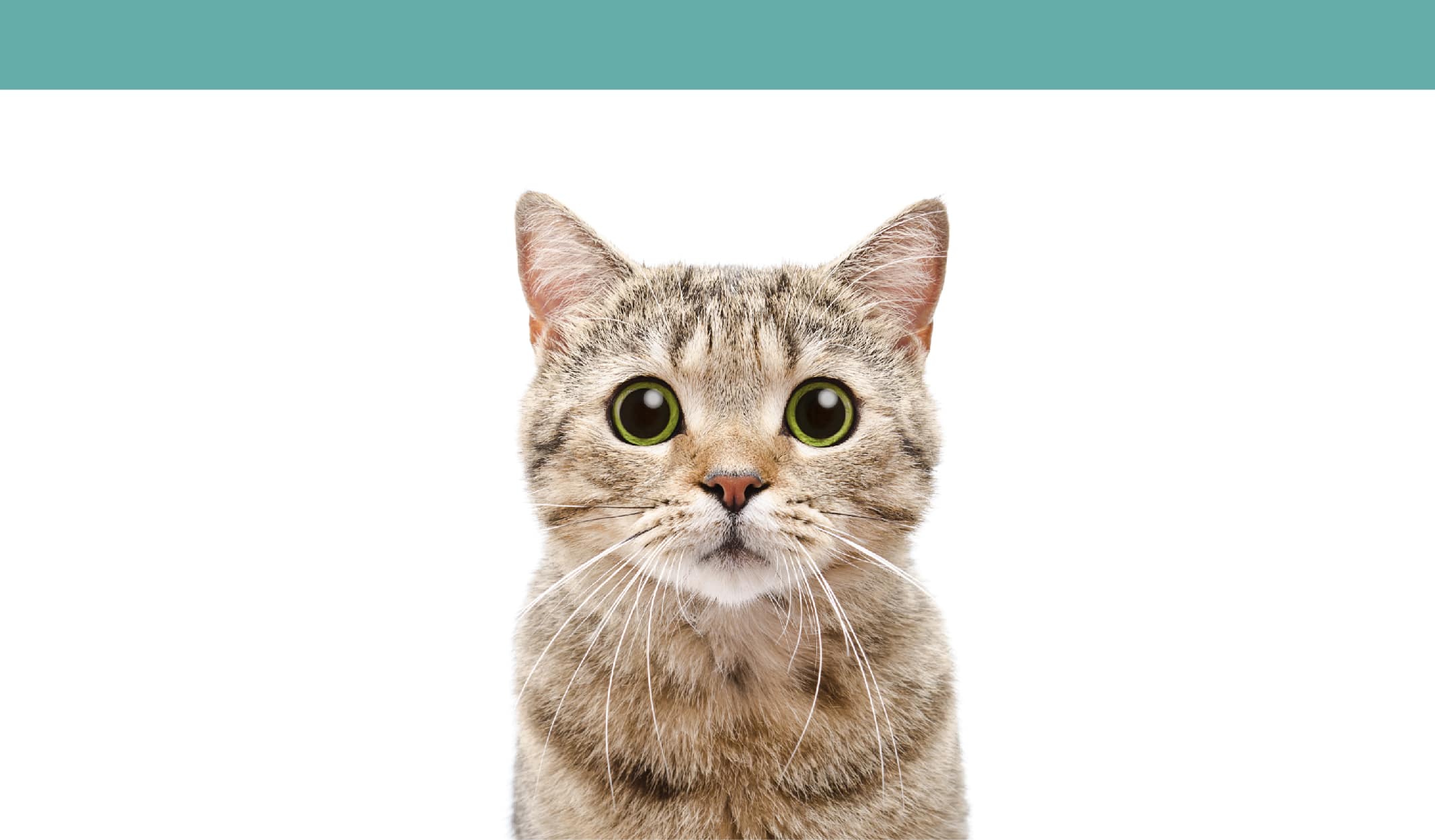 Binlerce Yıldır Birlikte Yaşadığımız Kediler