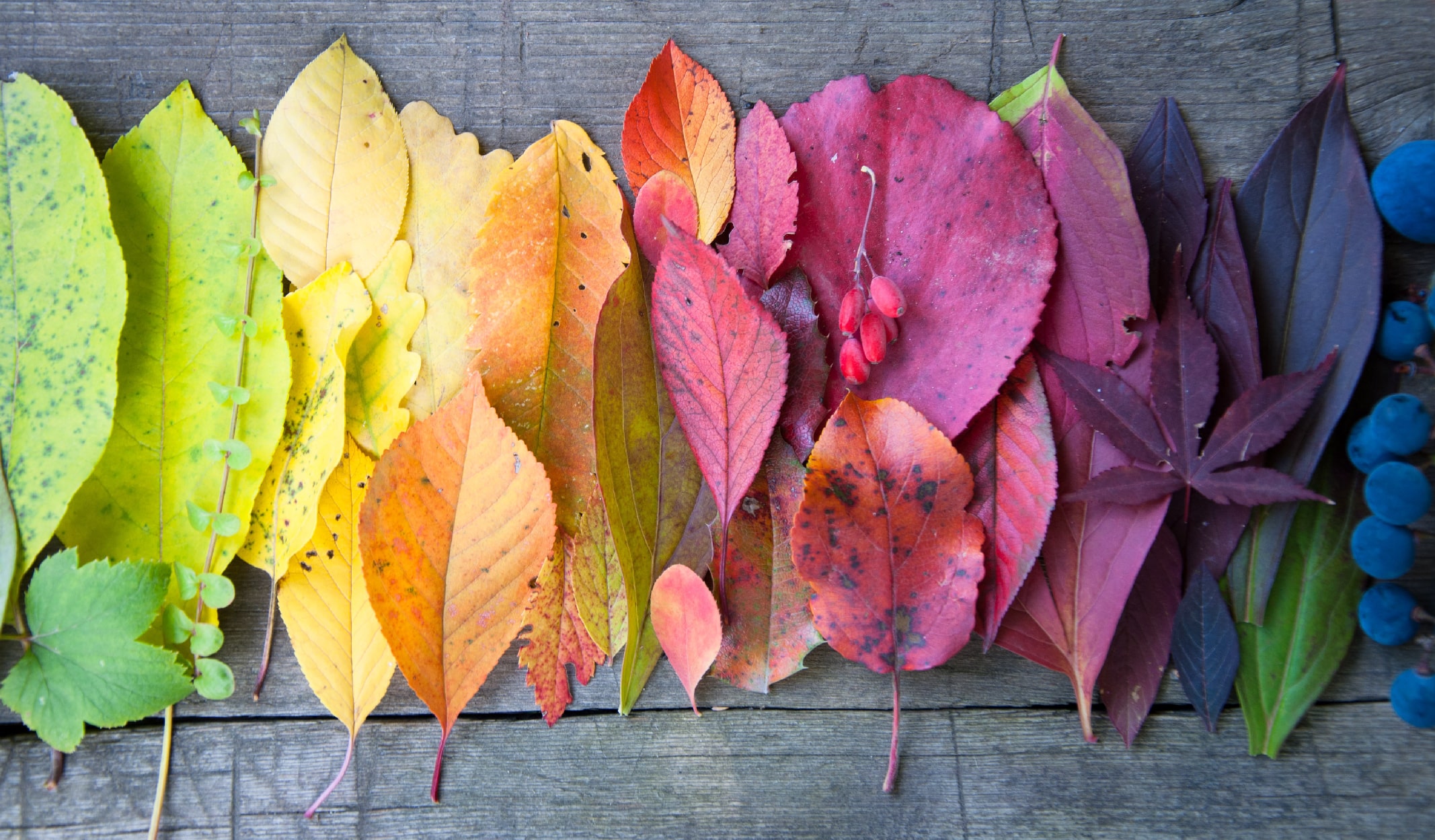 8 Maddede Sonbaharda İçimizi Isıtan Pastırma Sıcakları
