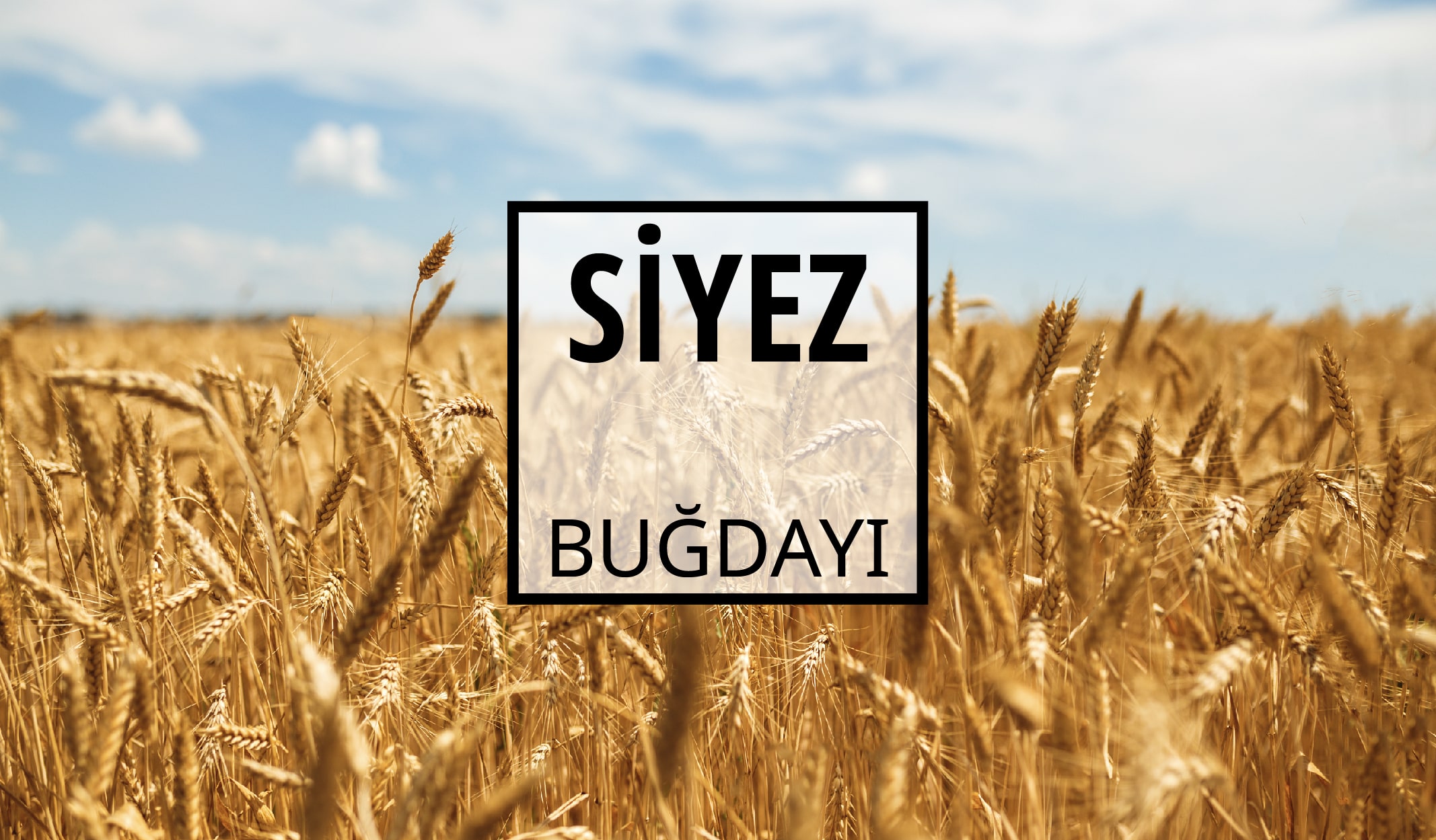 8 Madde ile 10.000 Yaşındaki Siyez Buğdayı