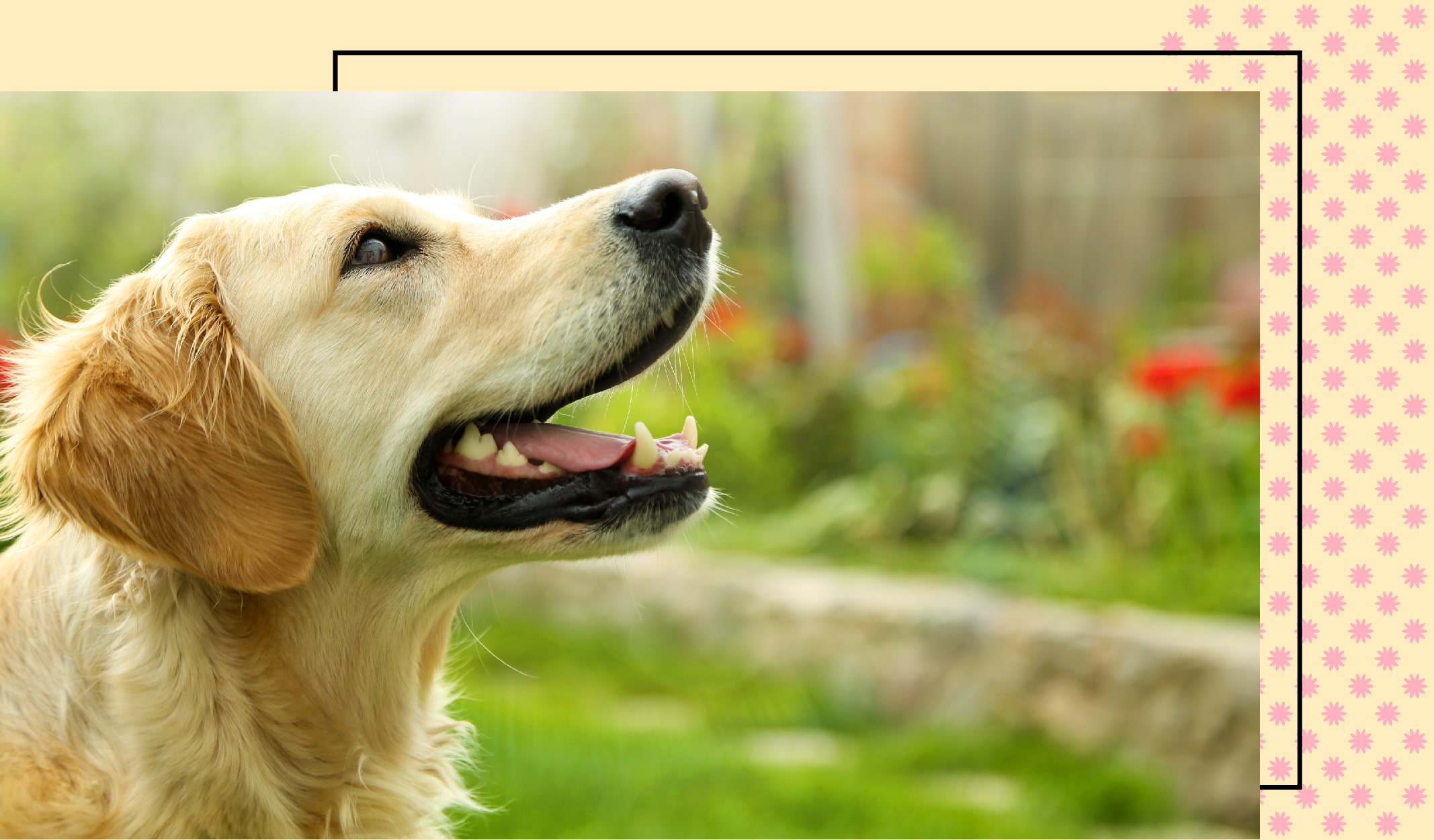 evcil_hayvan_ev-02-min