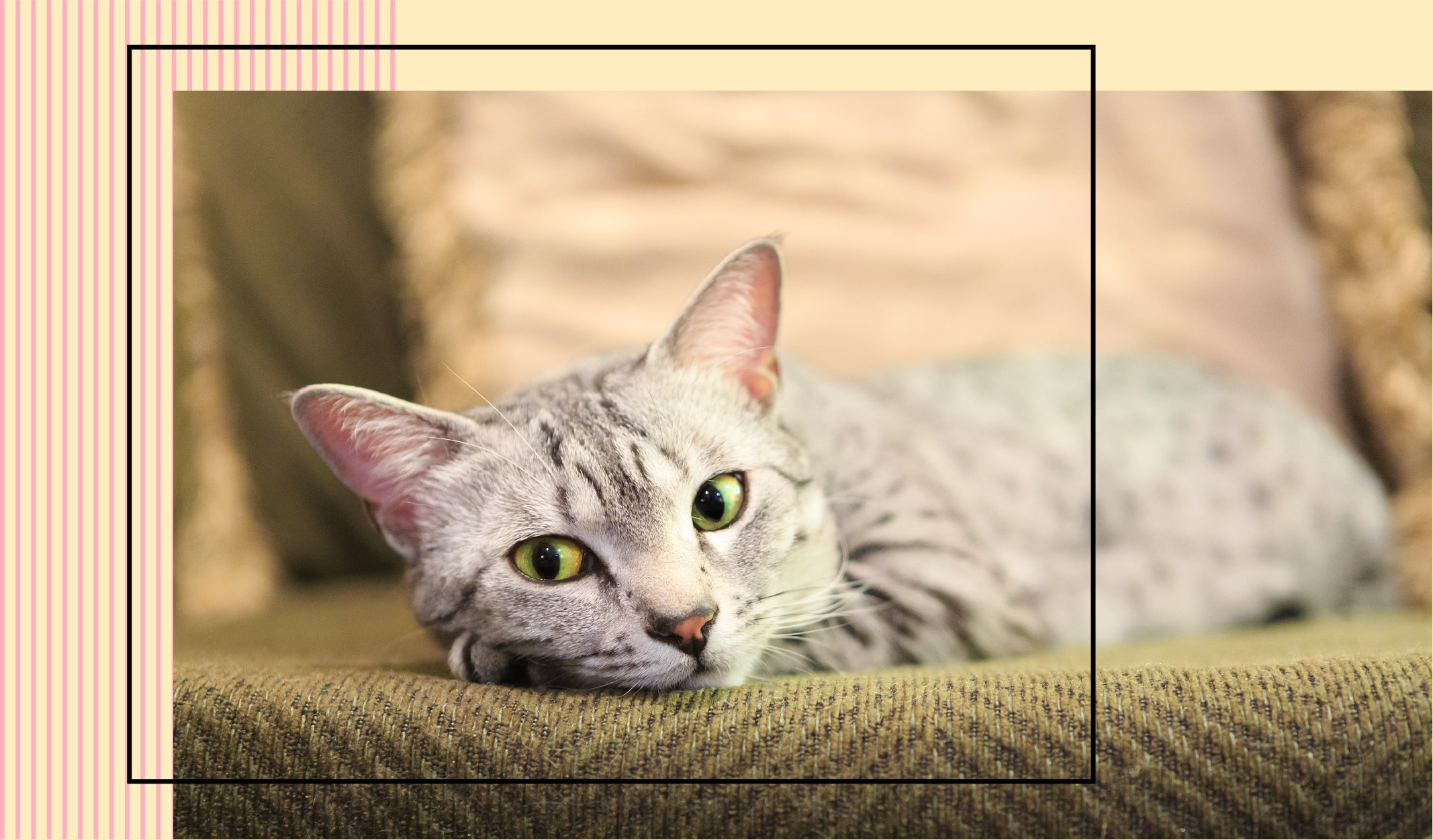 evcil_hayvan_ev-03-min