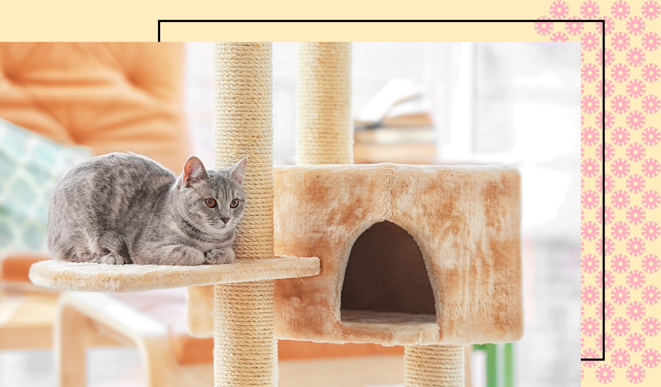 evcil_hayvan_ev-04-min