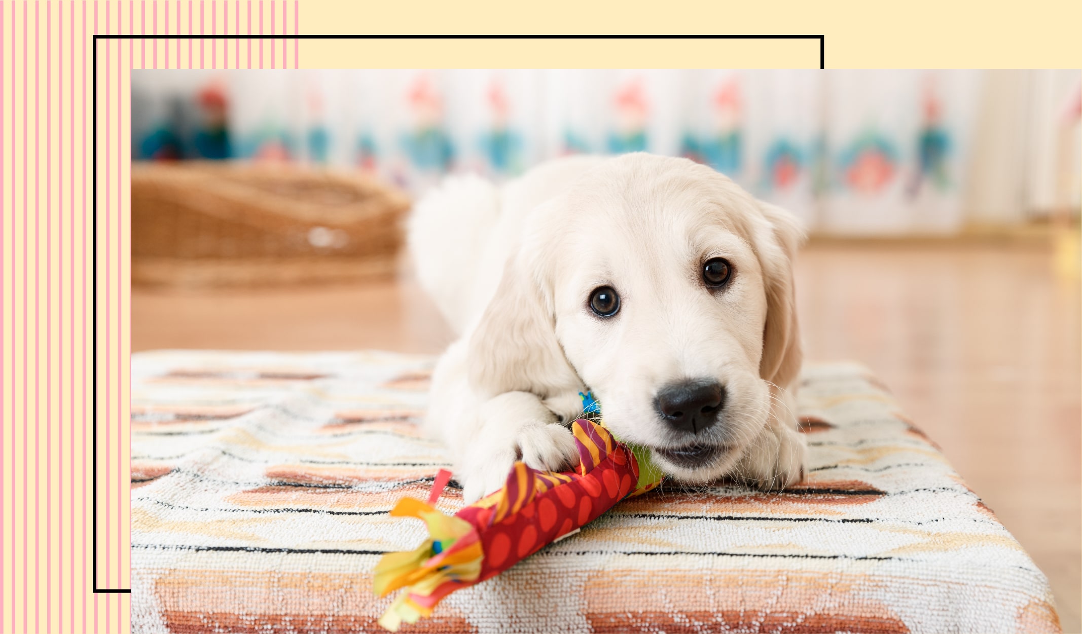 evcil_hayvan_ev-05-min