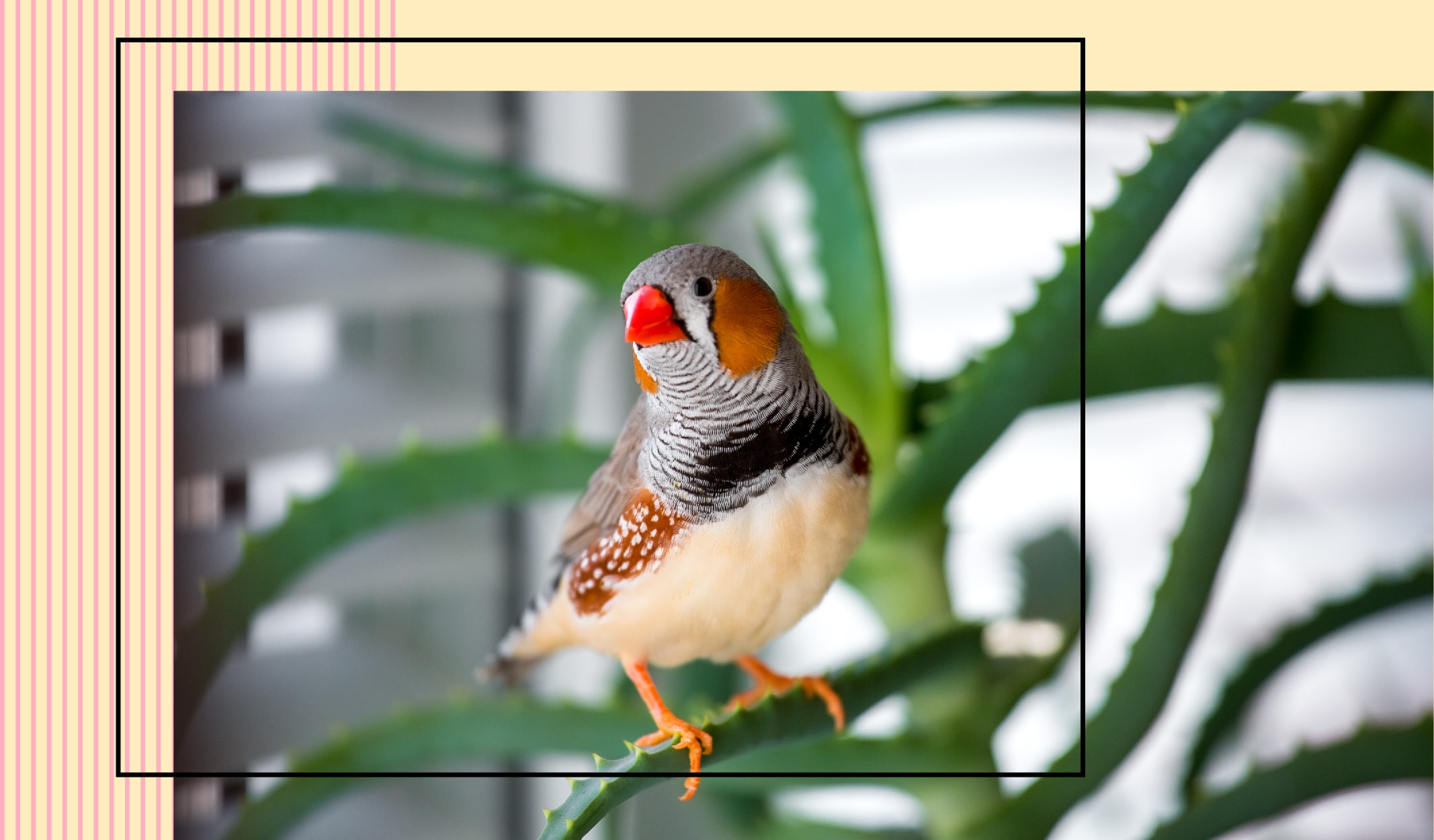 evcil_hayvan_ev-07-min