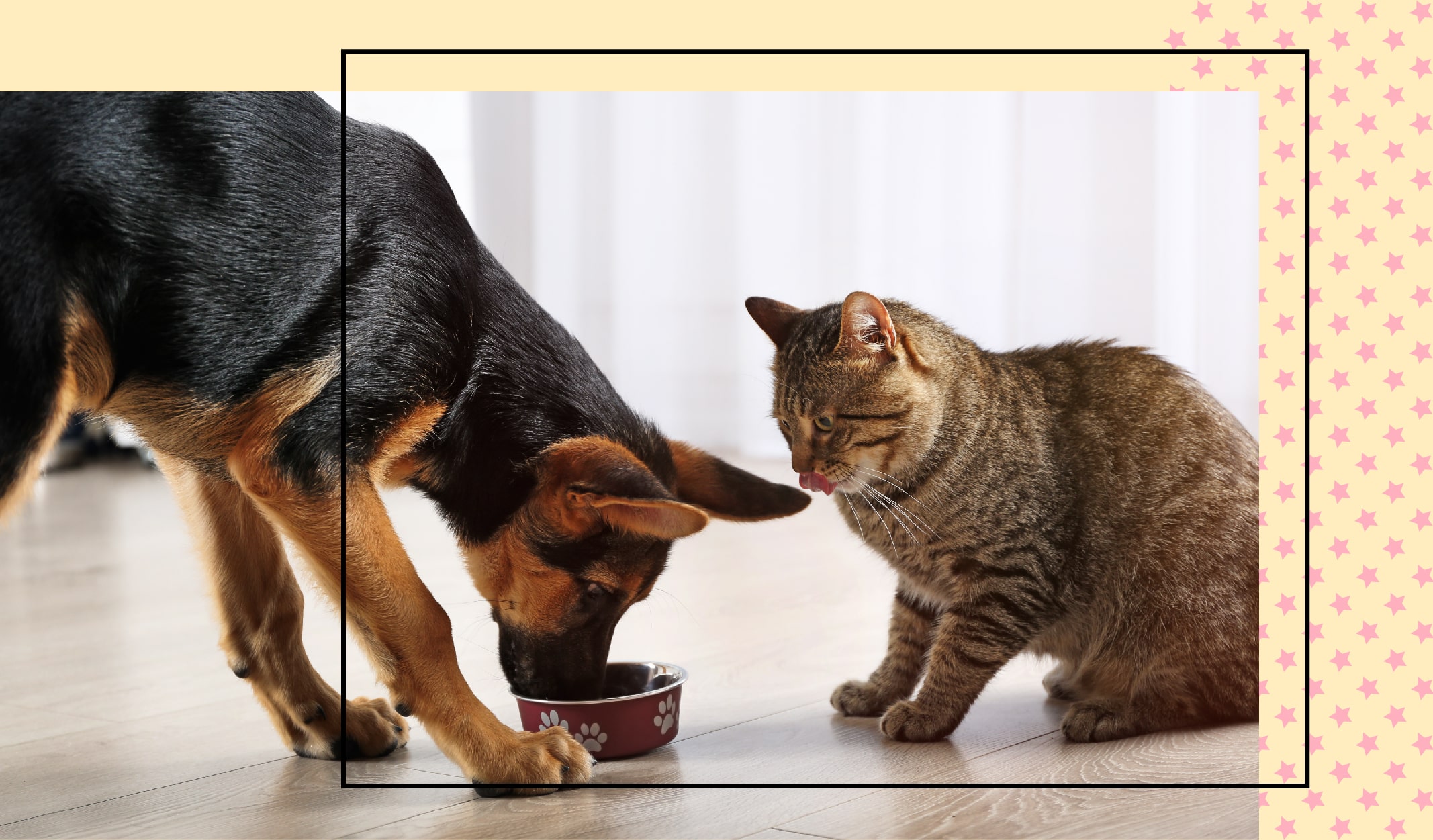 evcil_hayvan_ev-08-min