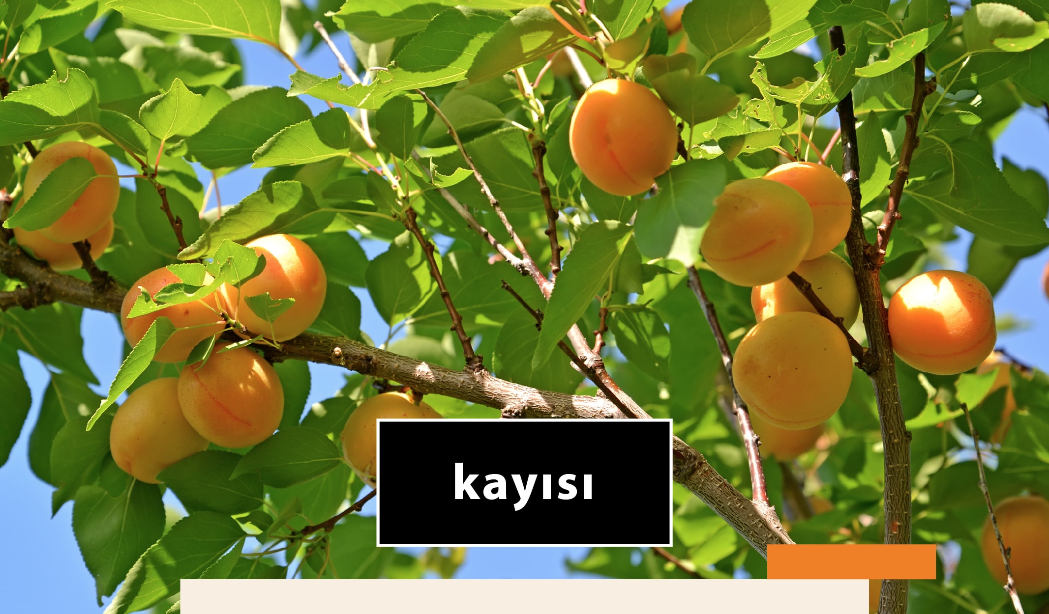 meyve_agac-02-min meyve ağaçları