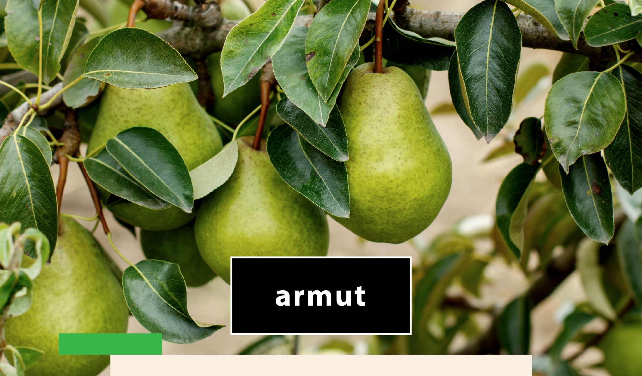 meyve_agac-03-min meyve ağaçları