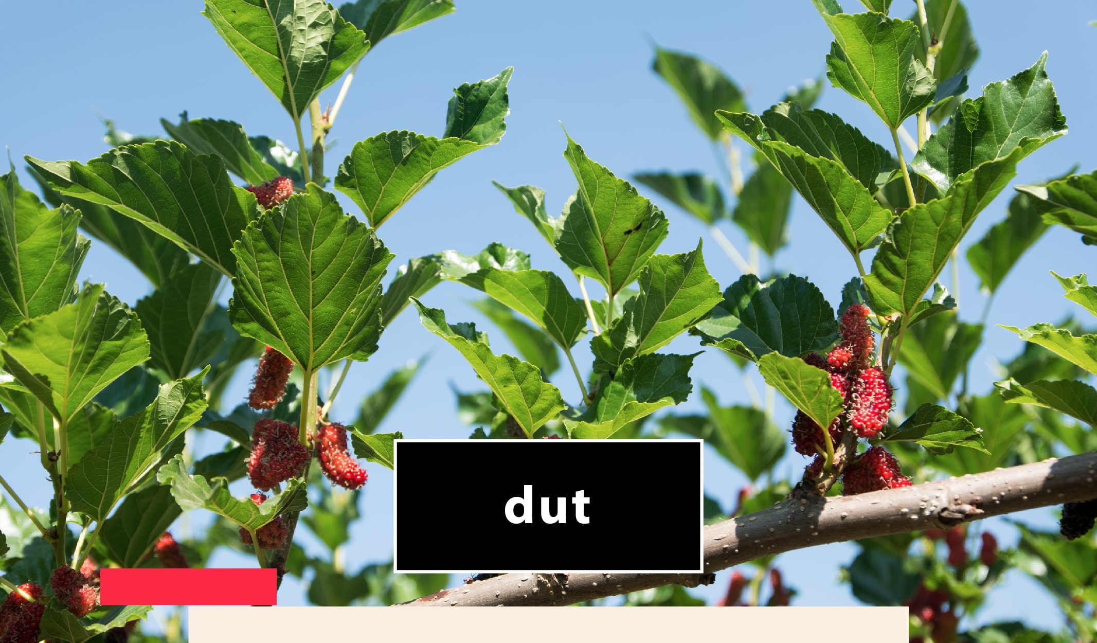 meyve_agac-05-min meyve ağaçları