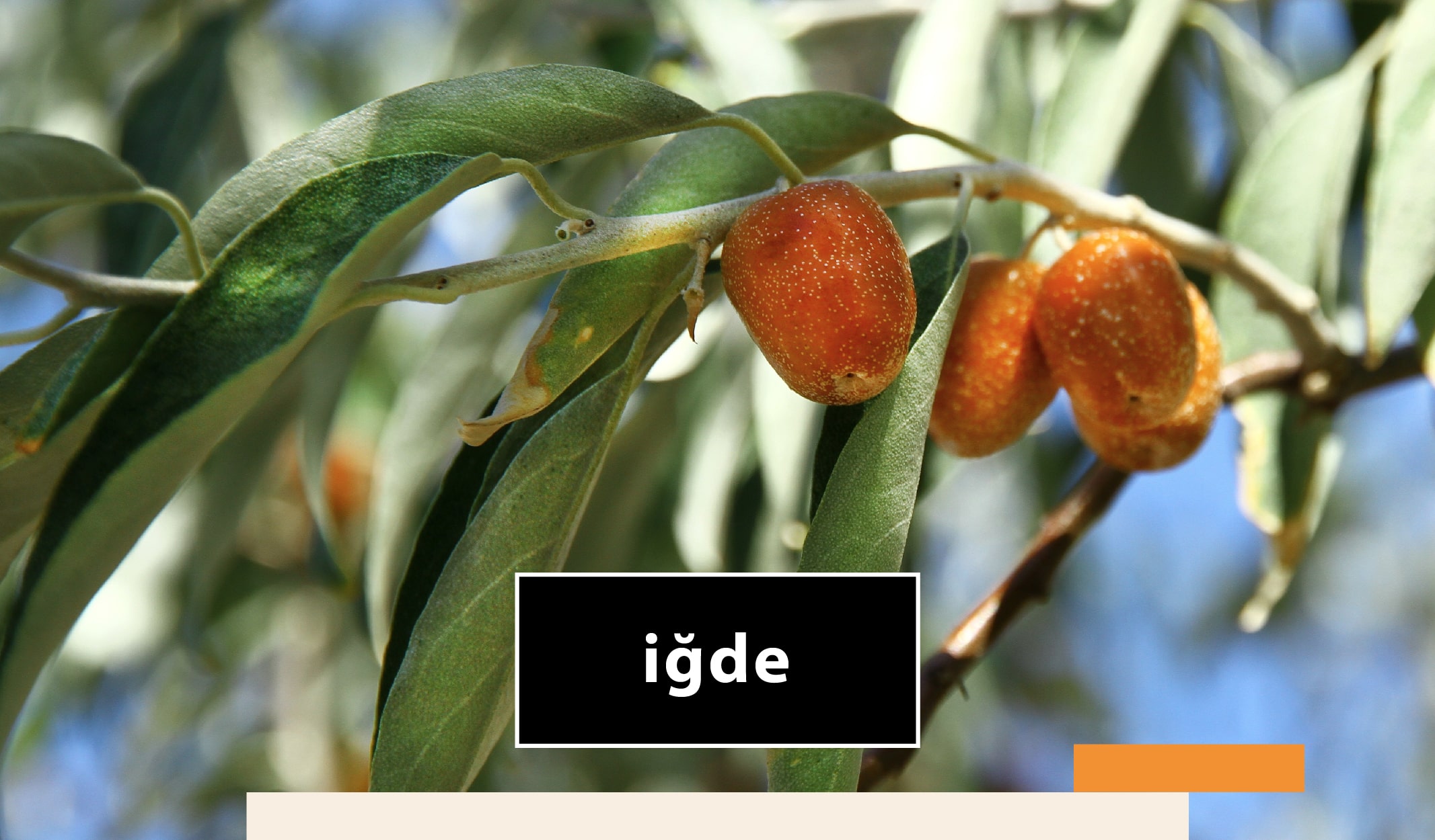 meyve_agac-06-min meyve ağaçları