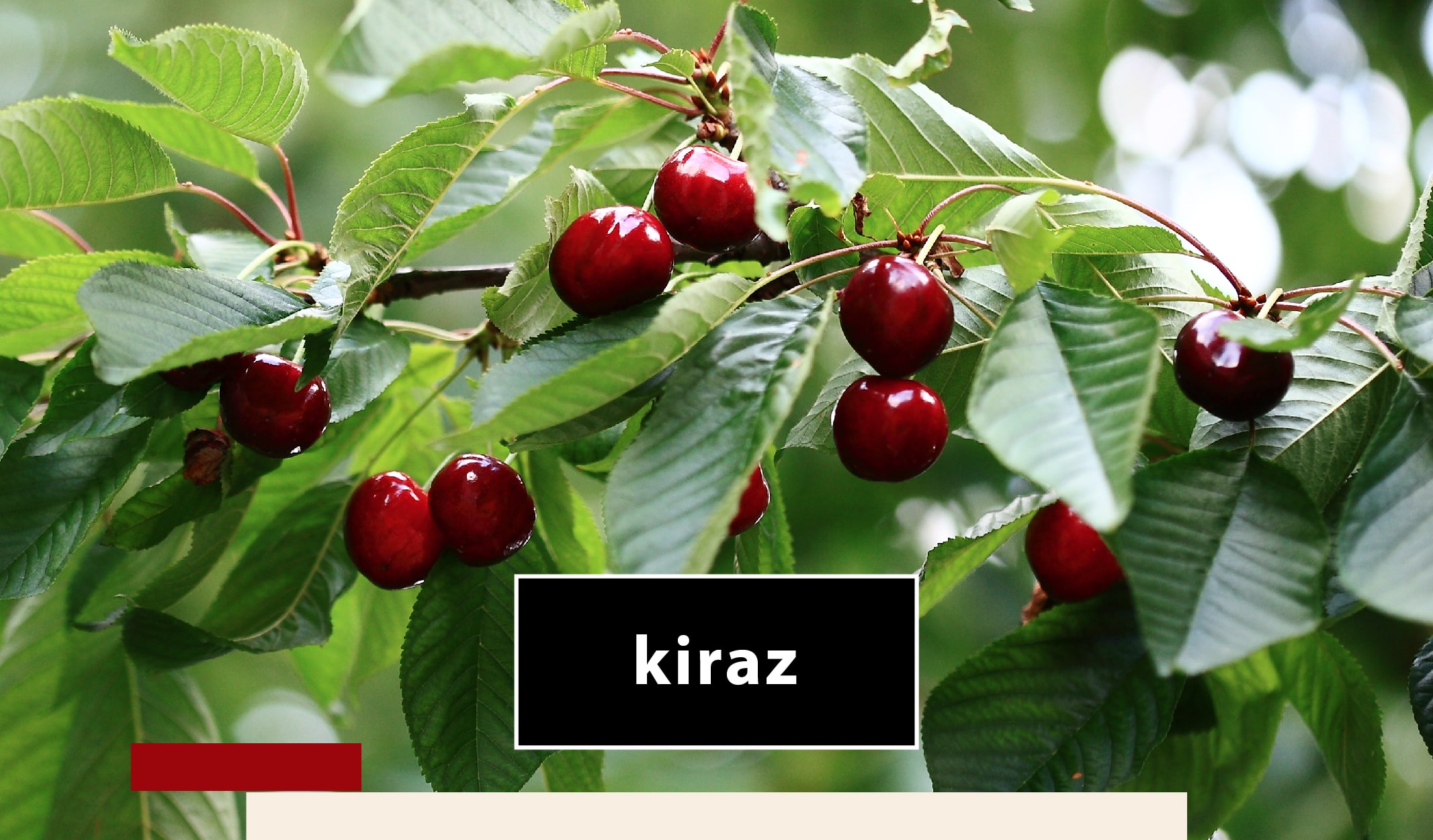 meyve_agac-07-min meyve ağaçları