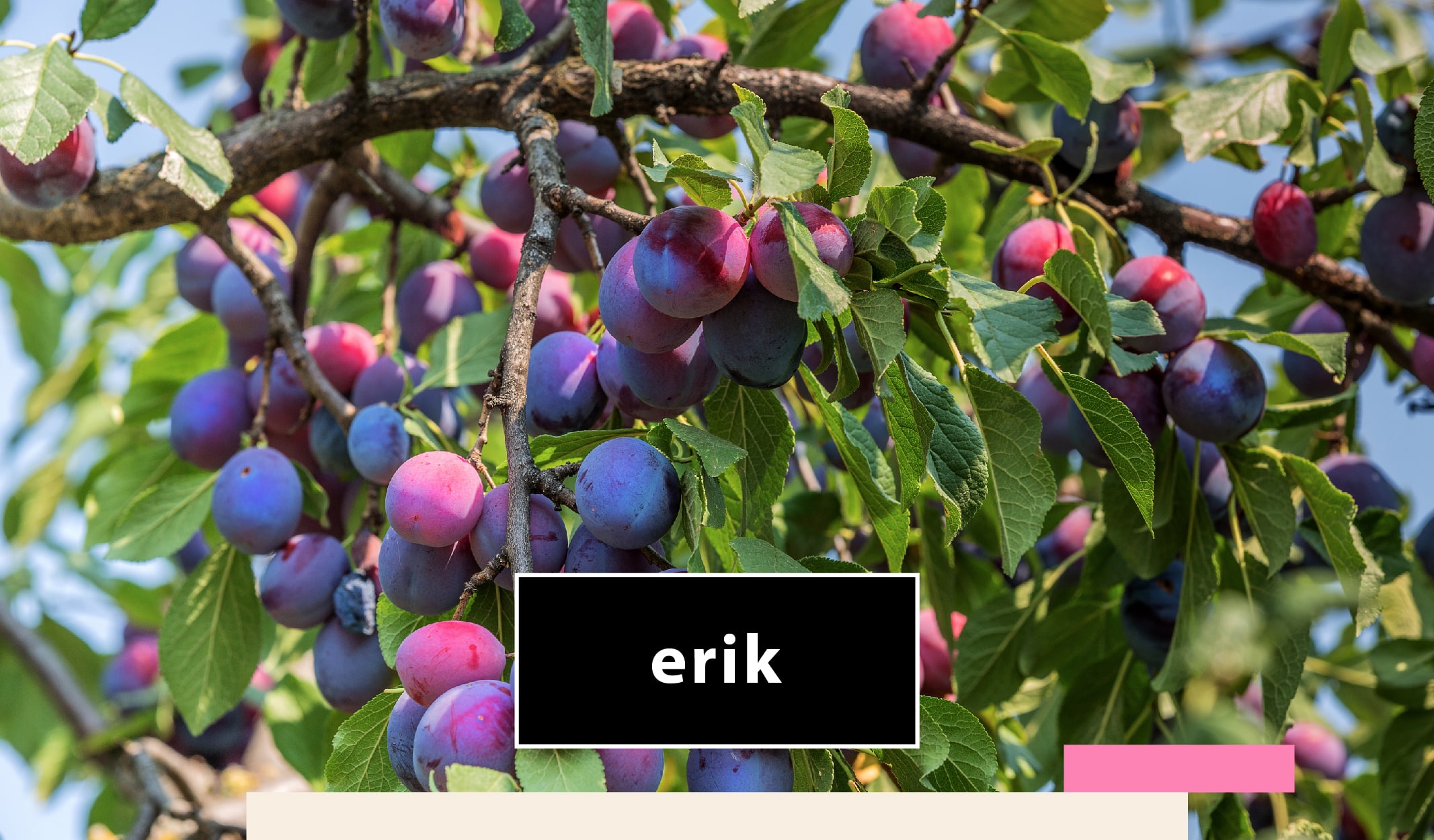 meyve_agac-08-min meyve ağaçları