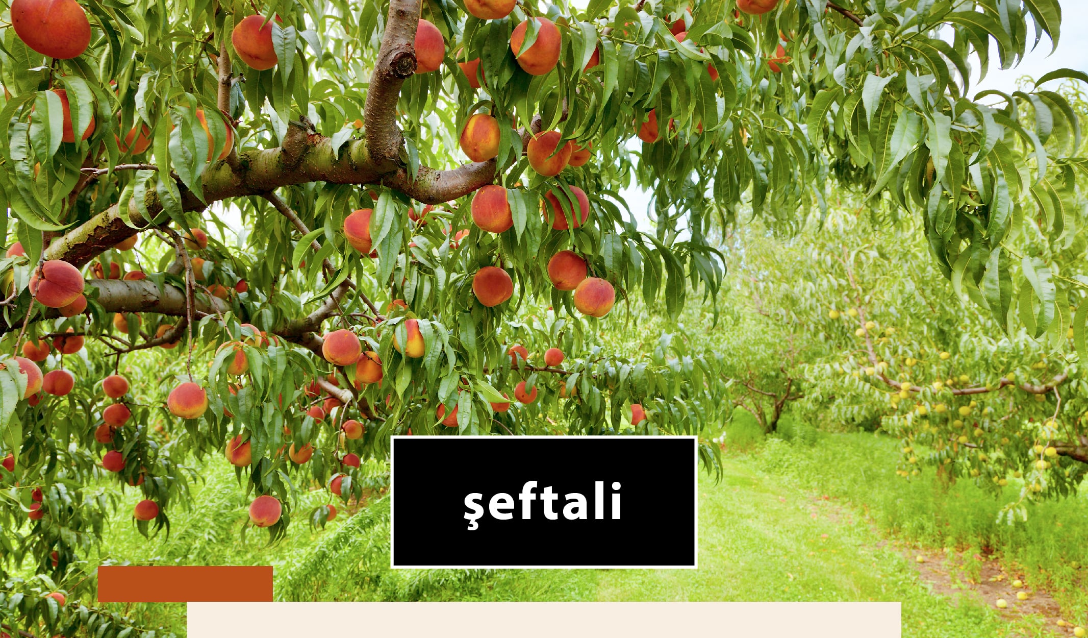 meyve_agac-09-min meyve ağaçları