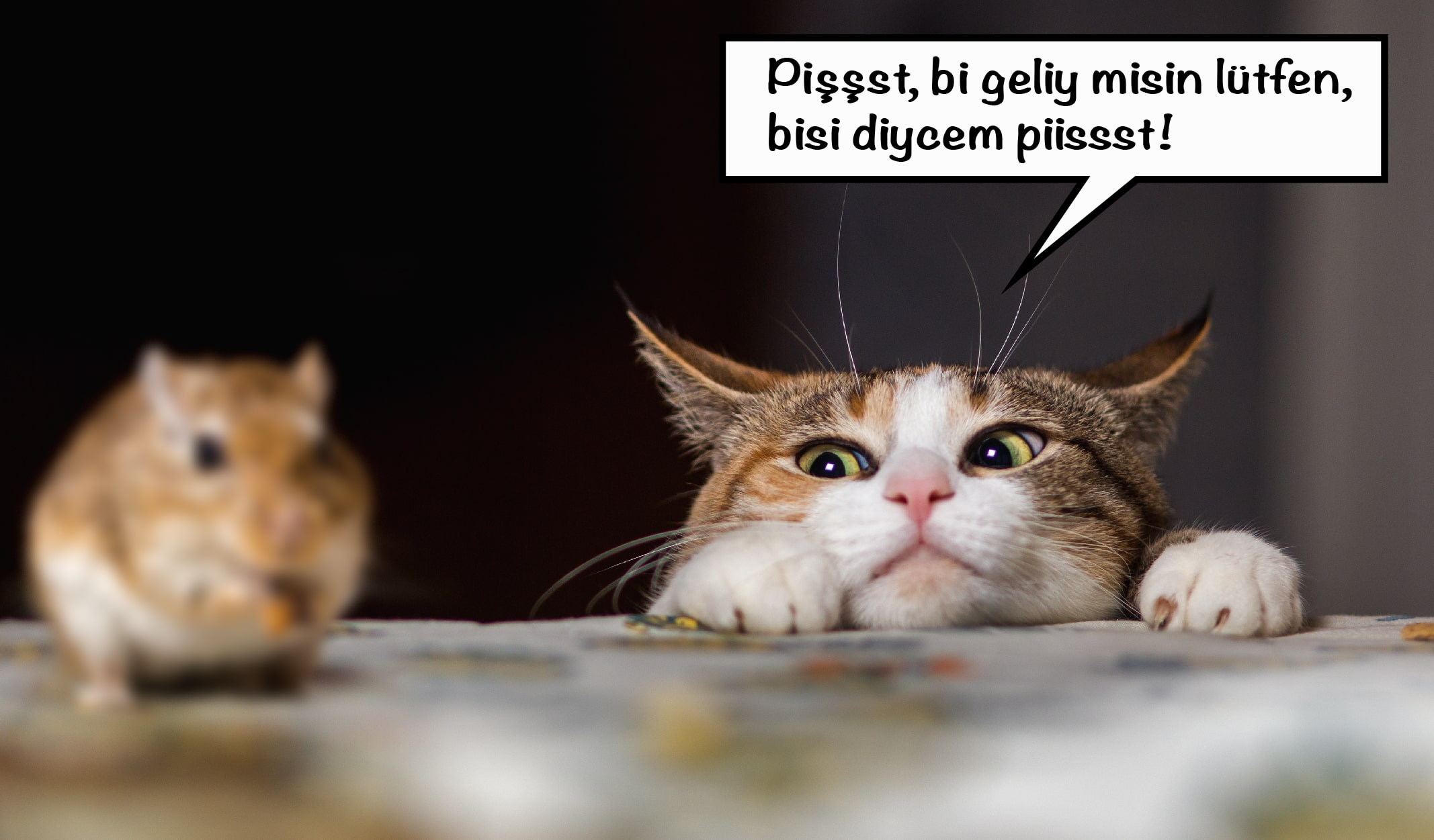 dünya kediler günü