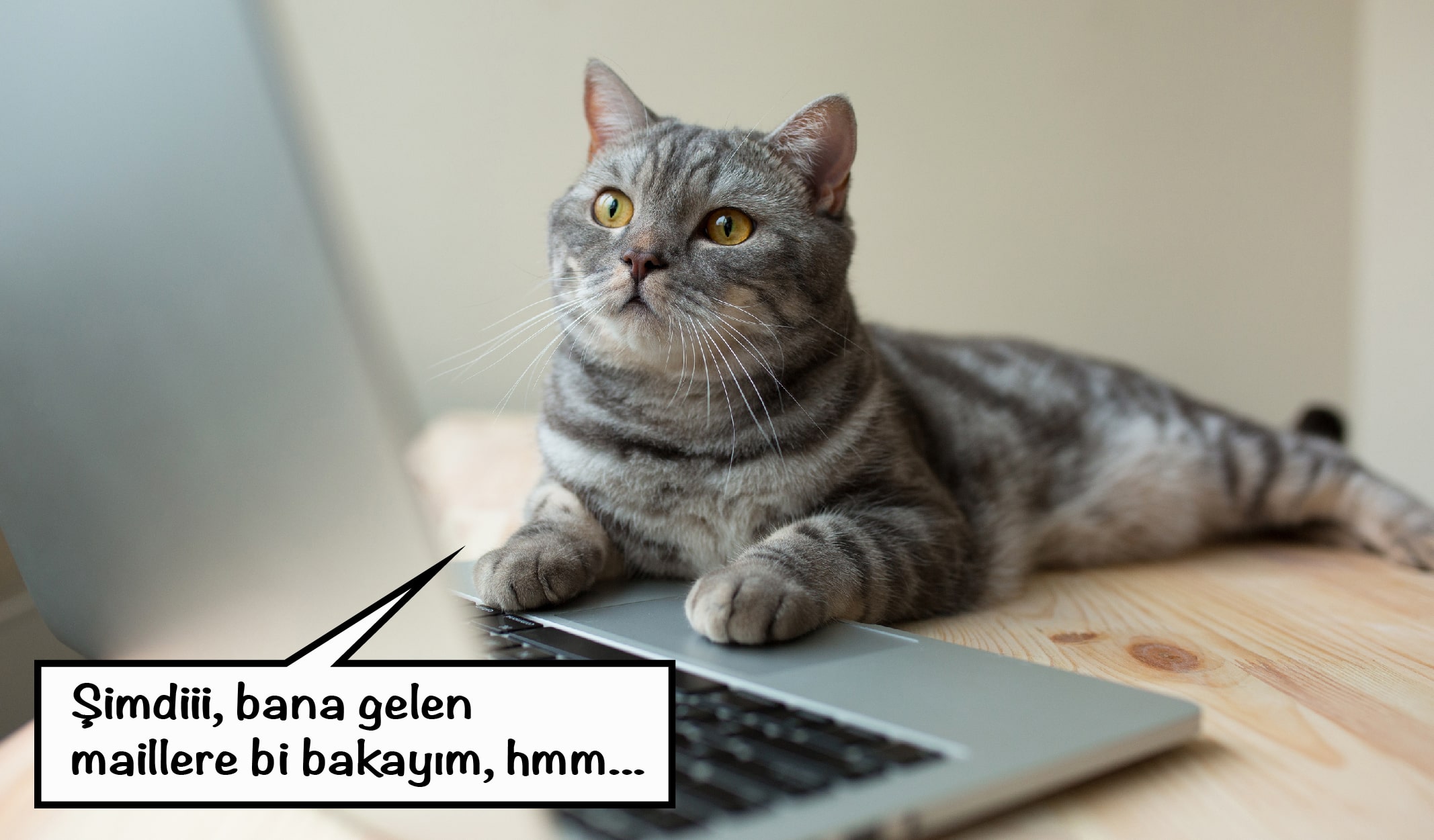 dünya kediler günü