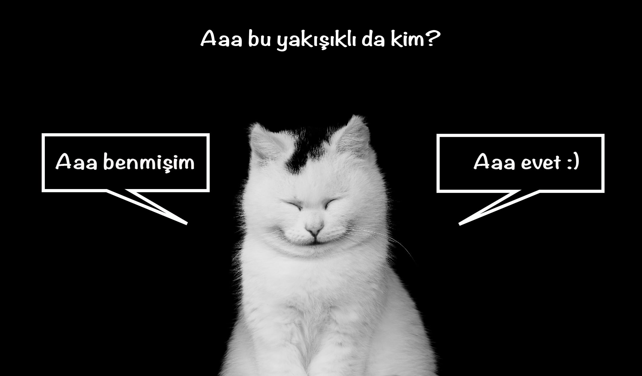 dünya kediler günü