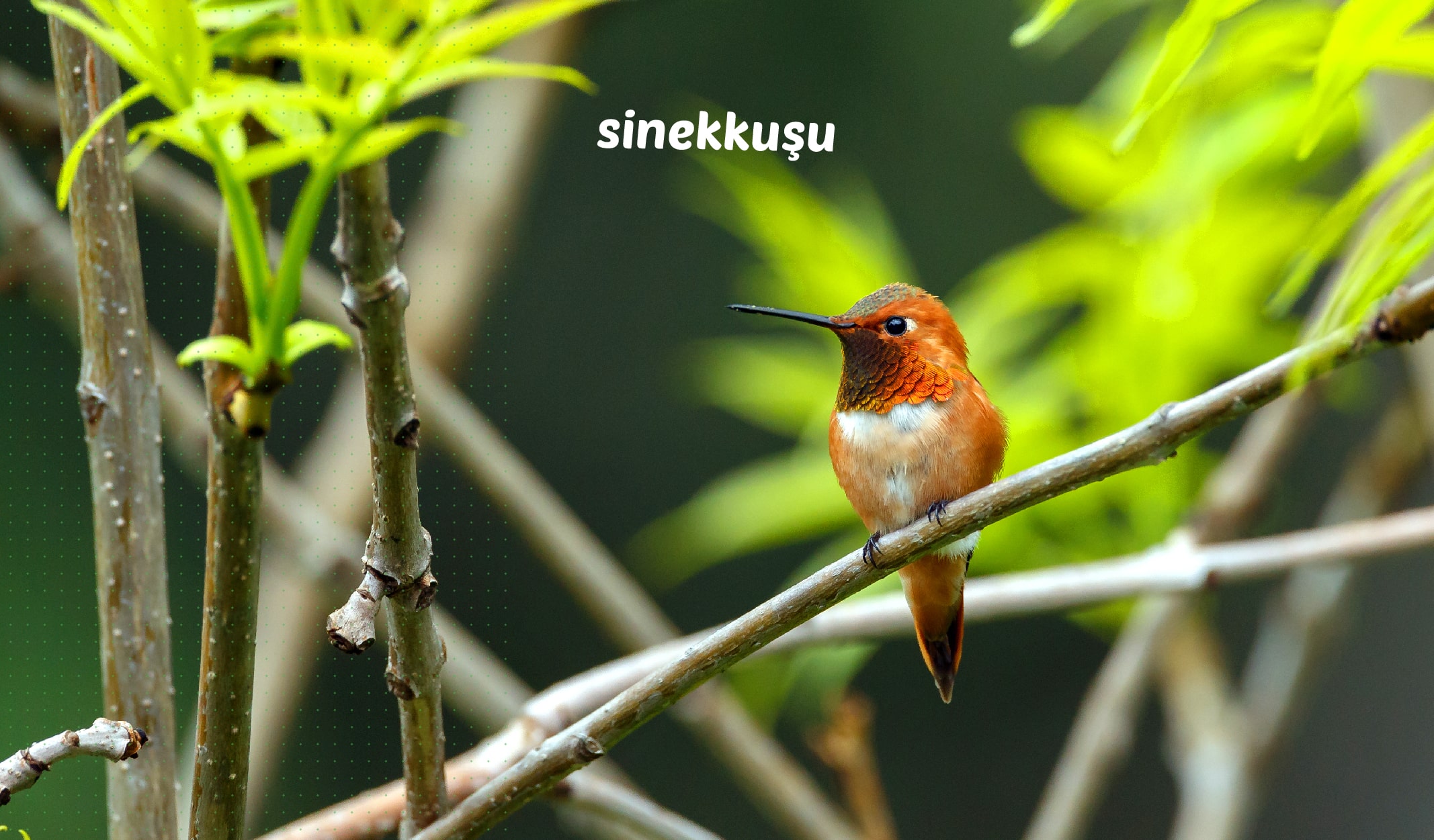 en küçük canlılar