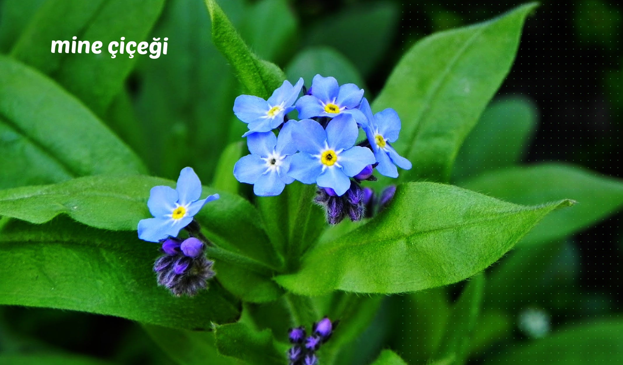 en küçük bitki, en küçük canlılar