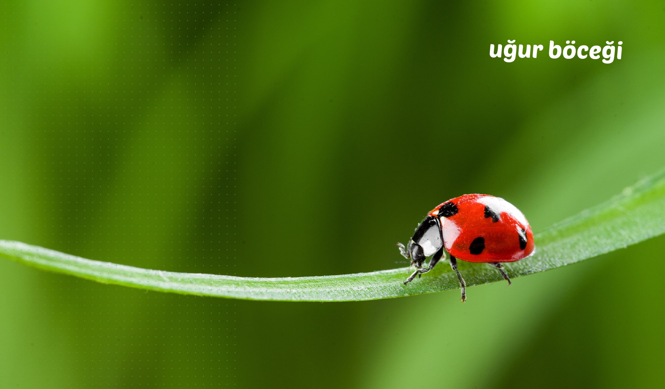 en küçük canlılar