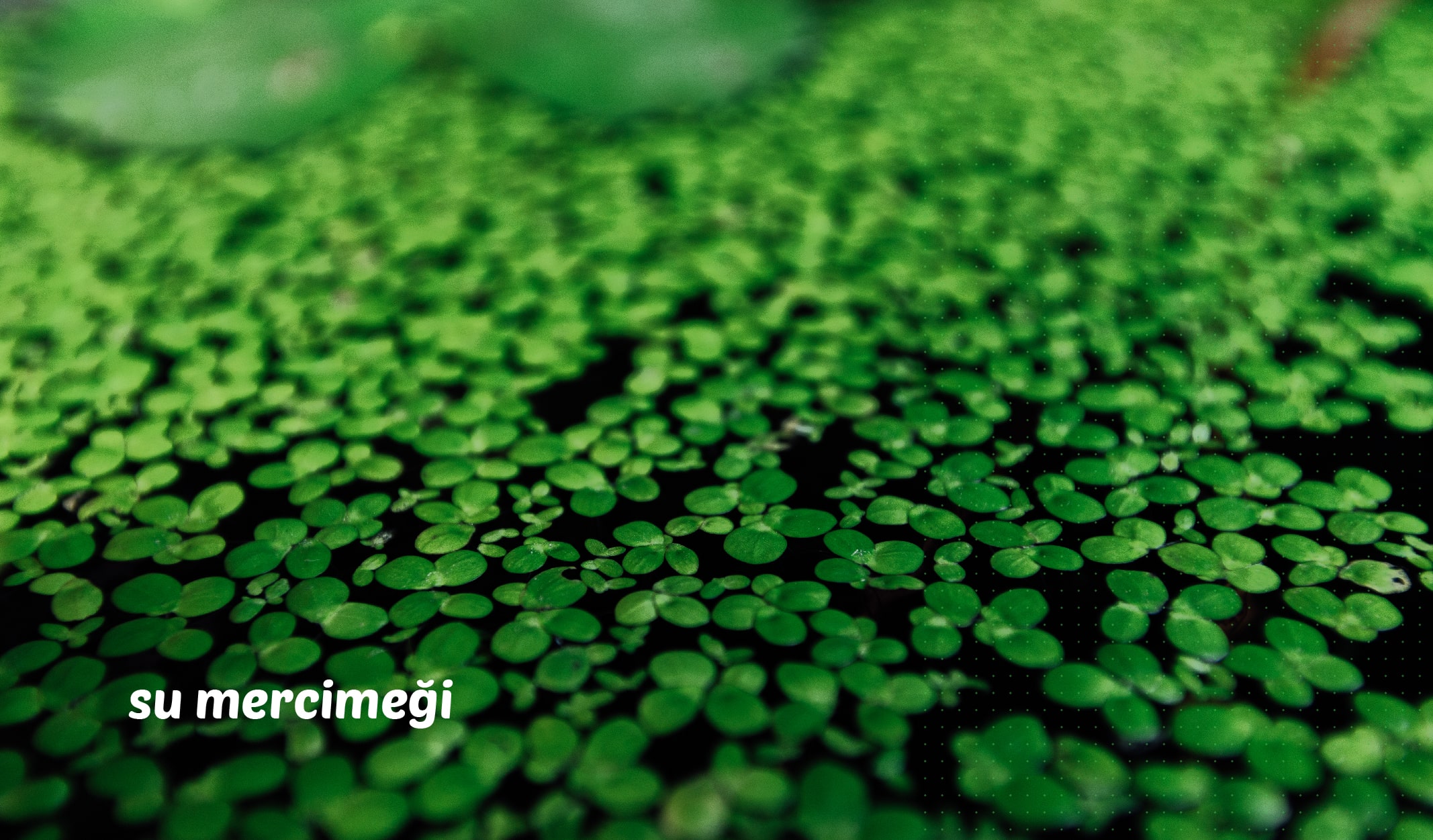 en küçük çiçek, en küçük canlılar