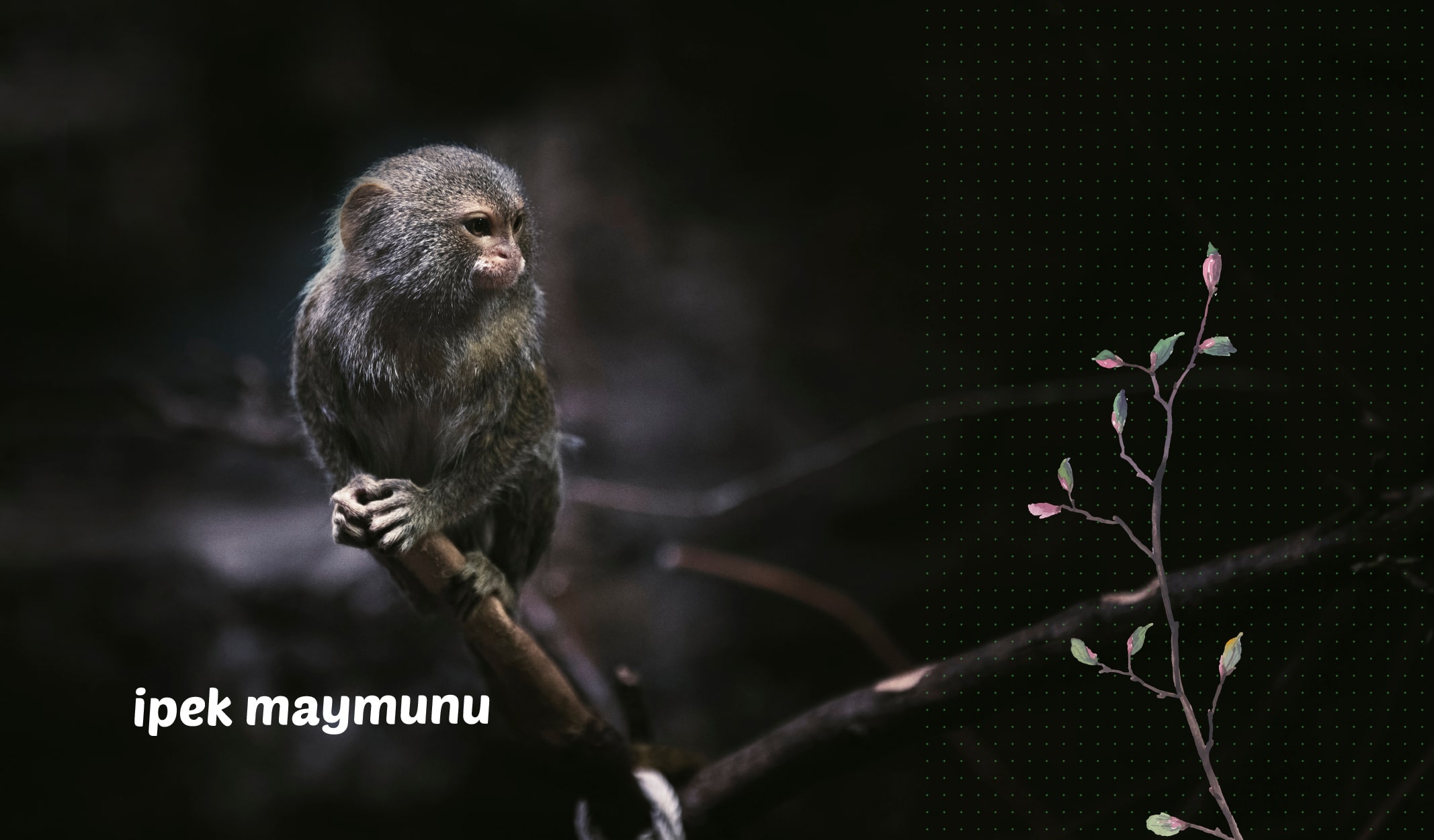 en küçük canlılar