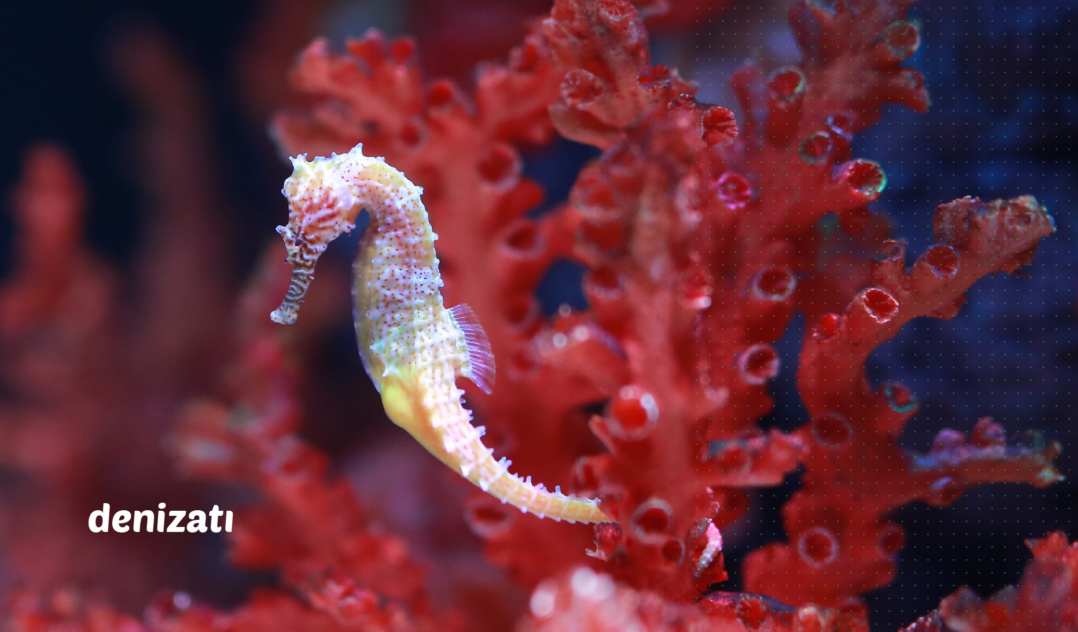 en küçük canlılar