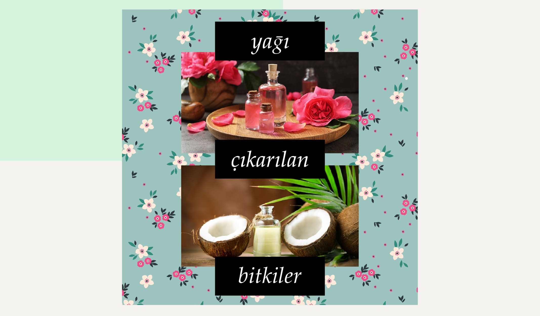 Yağı da Çıkarılan Yararlı Bitkiler