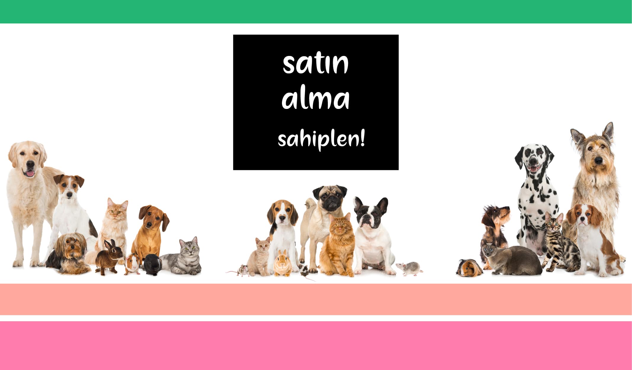 Eğer Sevimli Bir Canlıyı Hayatınıza Almayı Düşünüyorsanız…