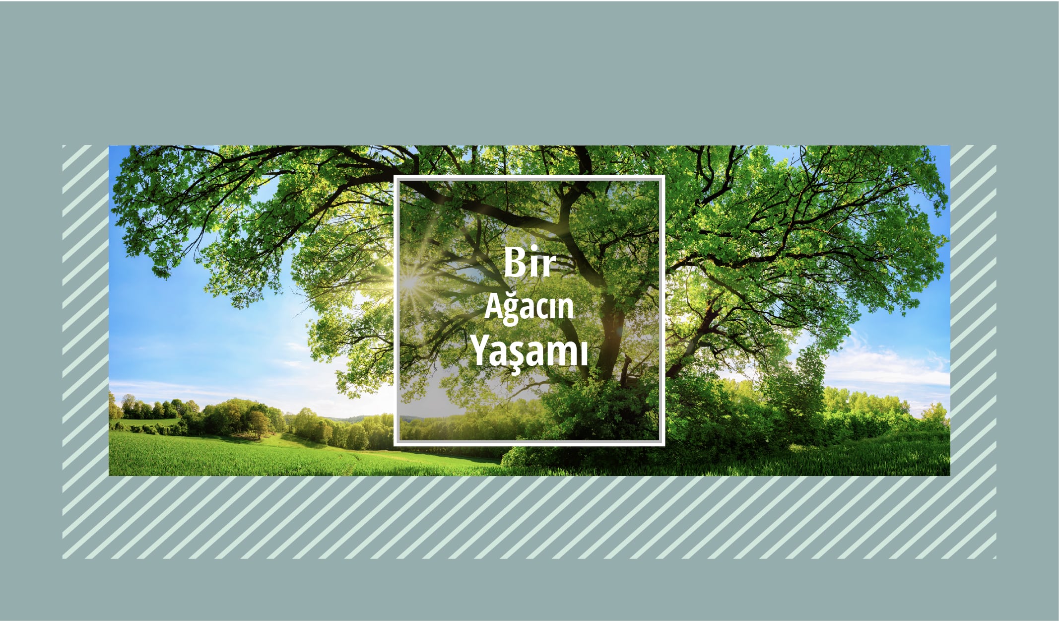 Dünyamıza Nefes Aldıran Canlılar