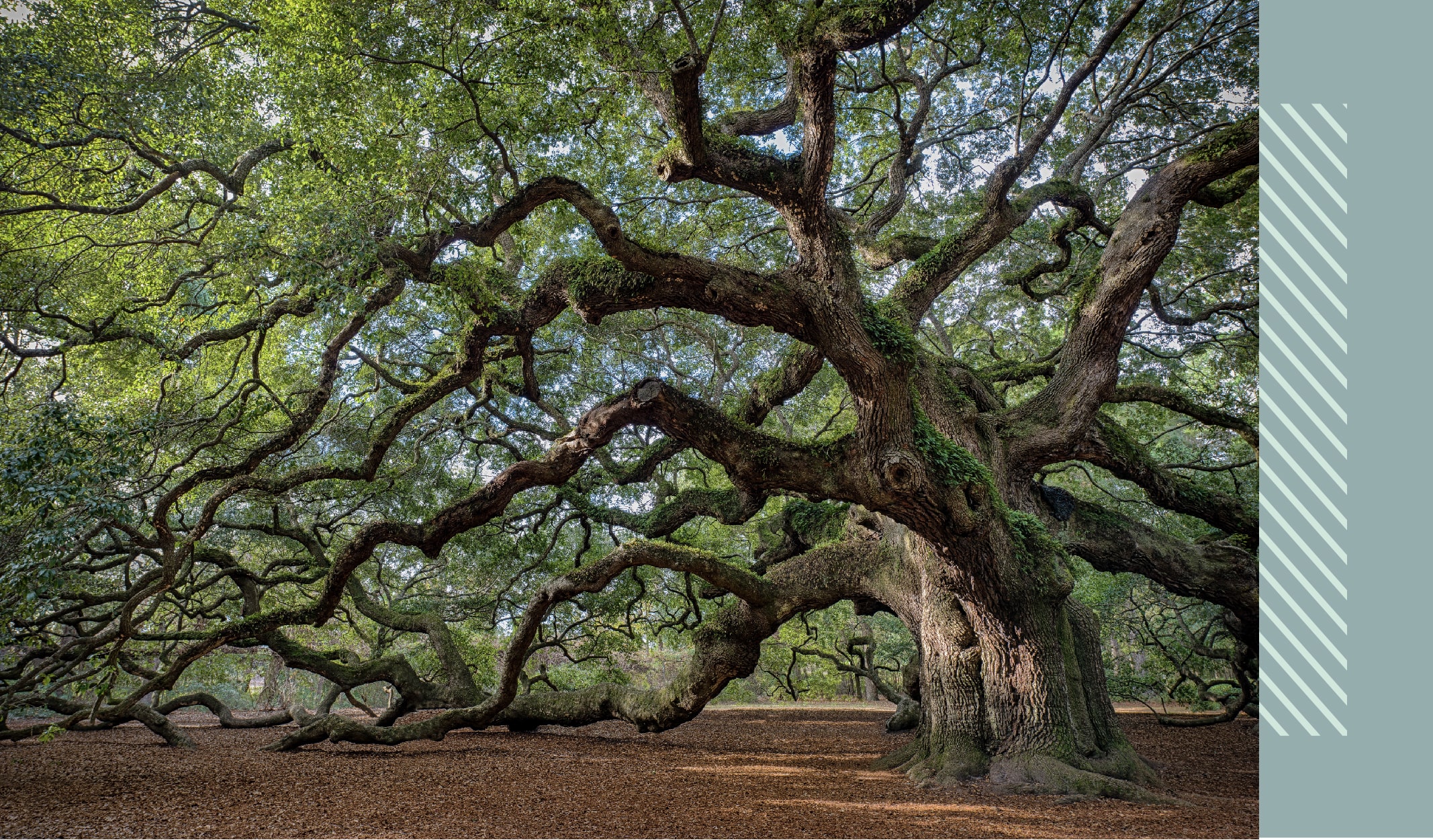 fidan, ağaç, toprak