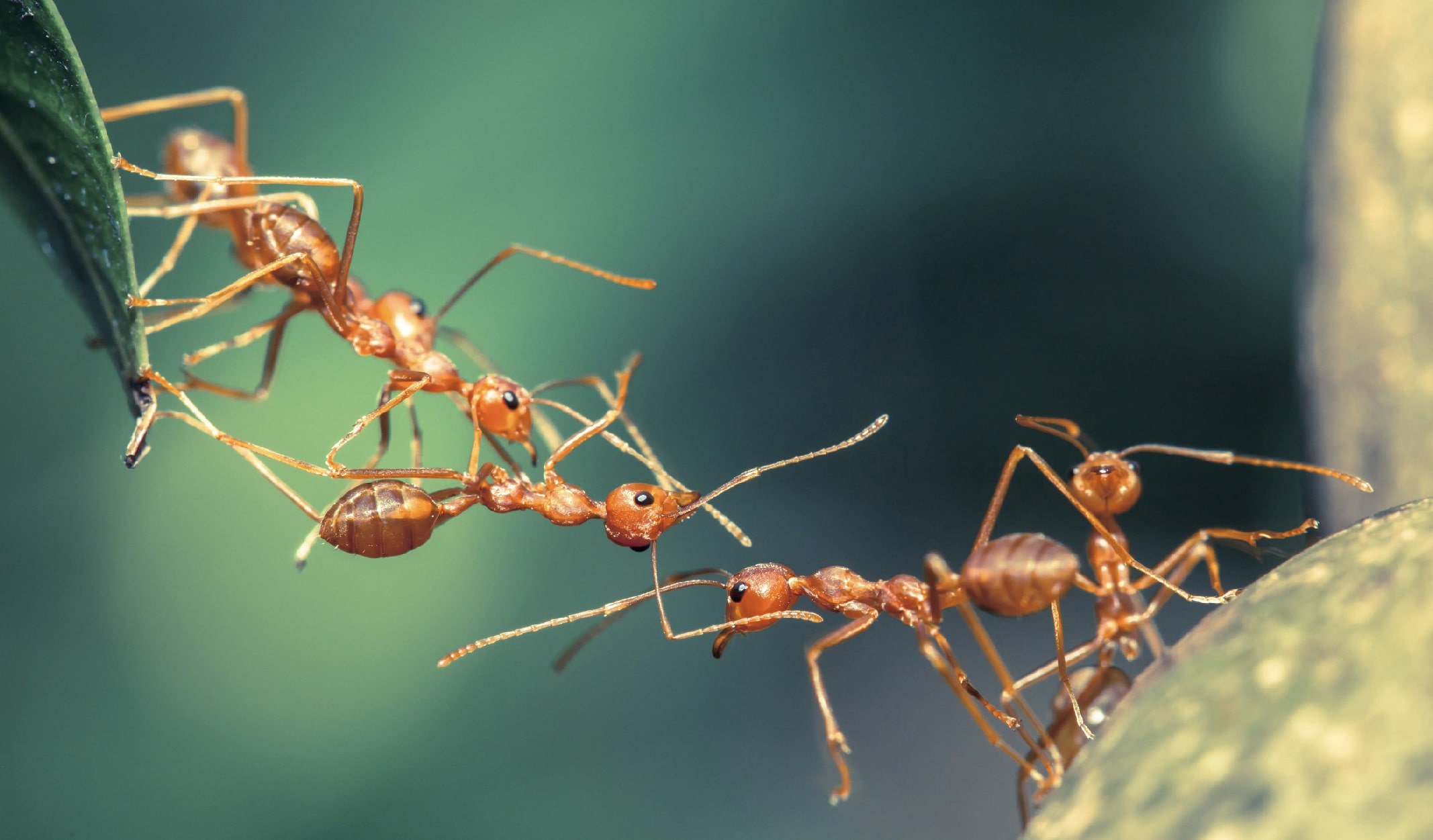 karinca-04-min karınca belgeseli