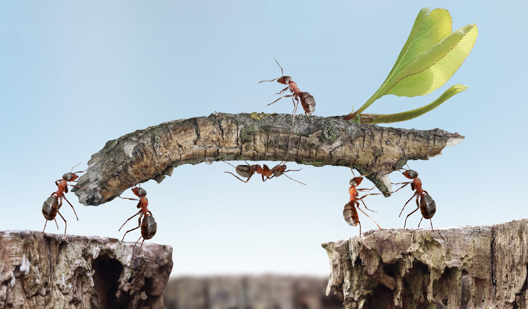 karinca-05-min karınca belgeseli