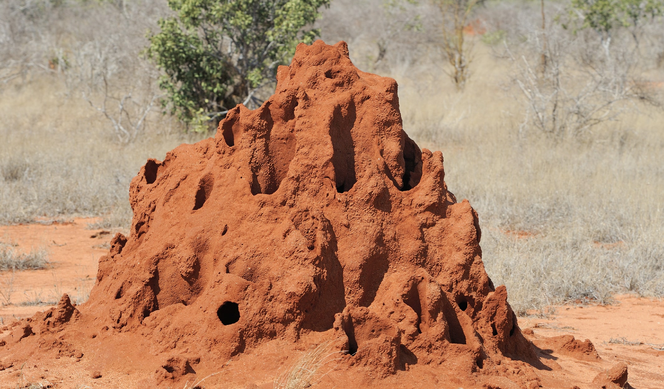 karinca-07-min karınca belgeseli