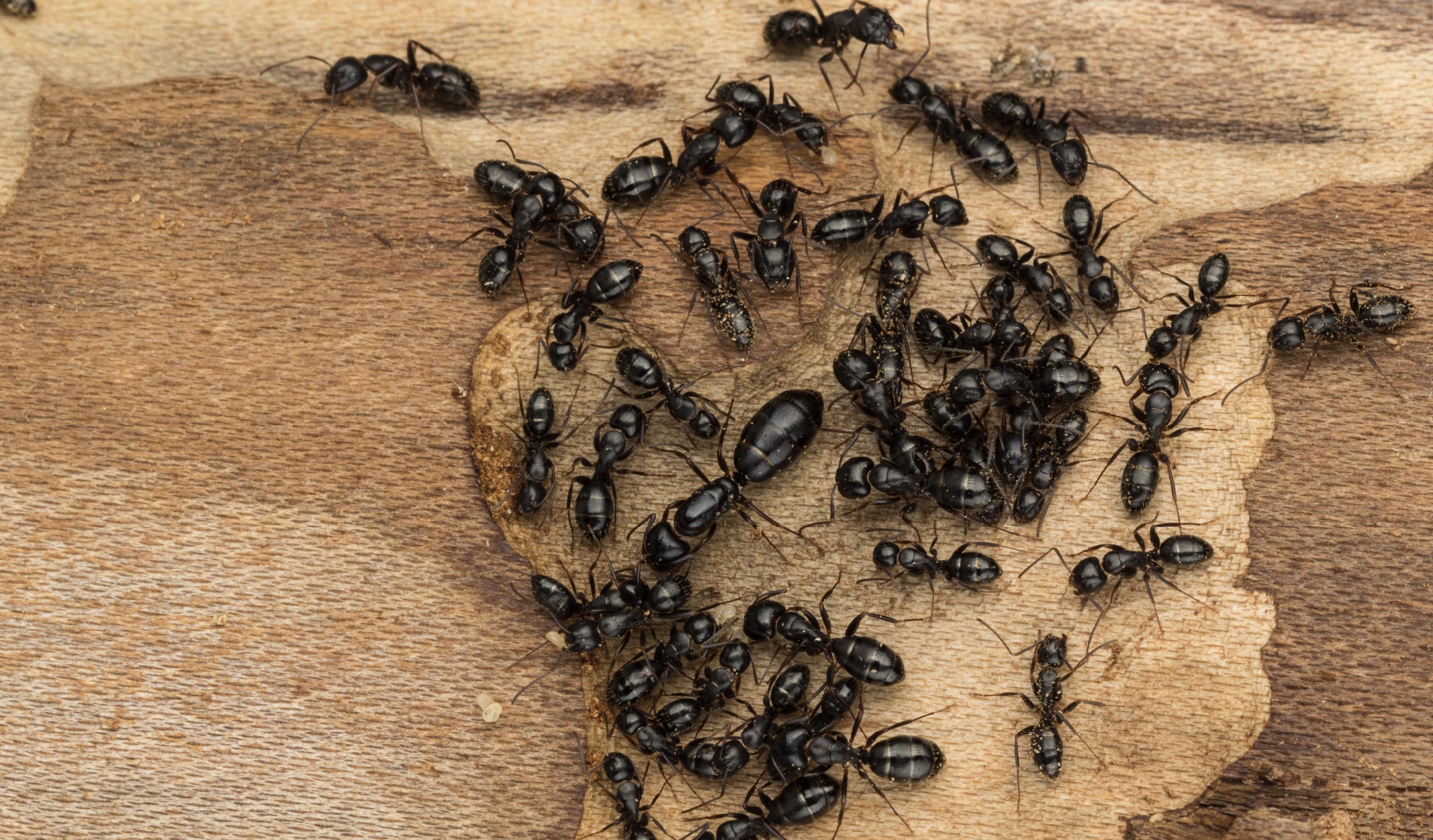 karinca-09-min karınca belgeseli