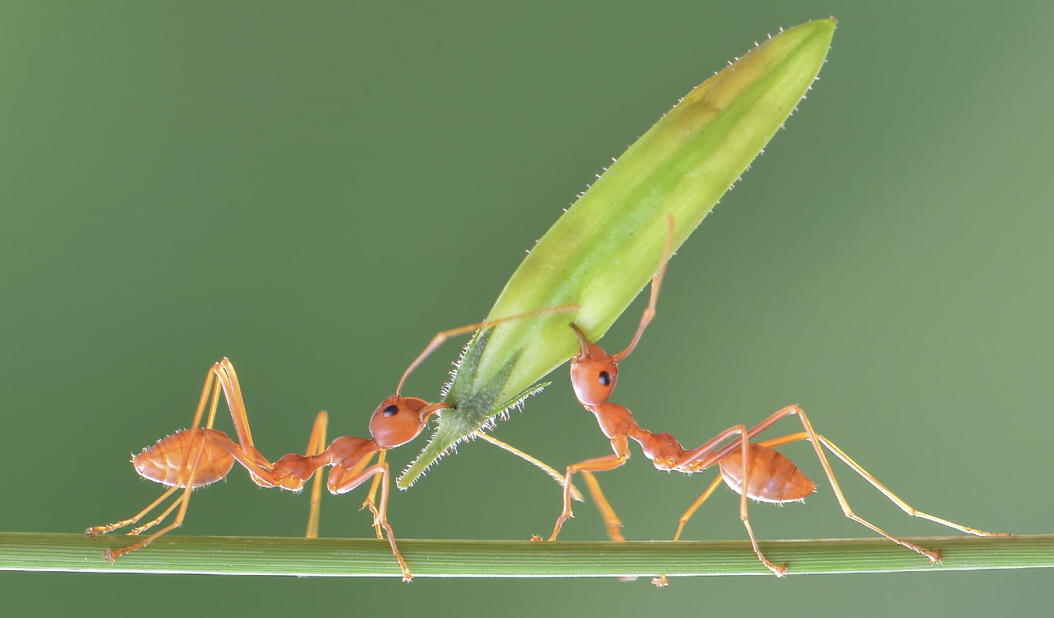 karinca-10-min karınca belgeseli