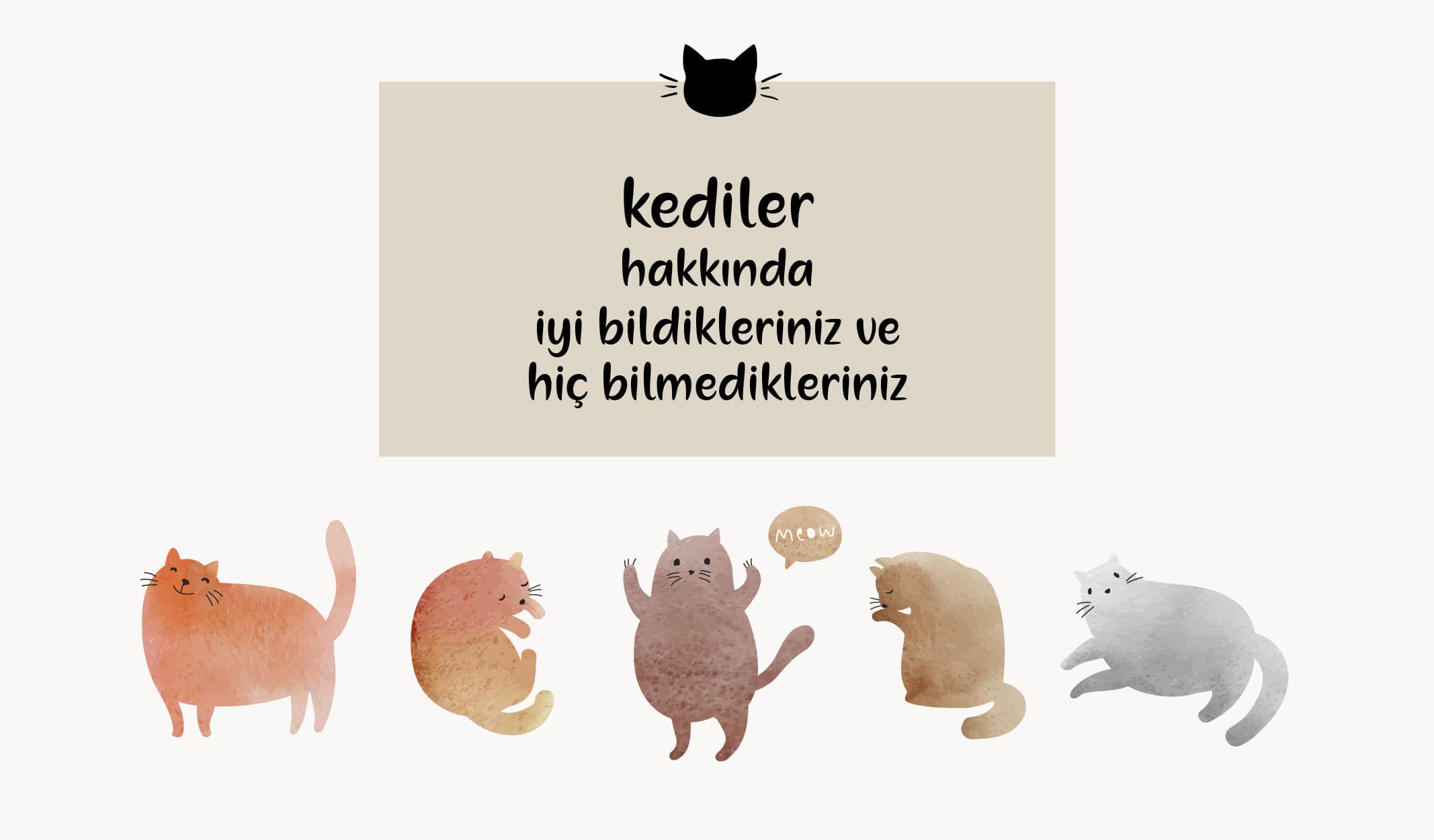 kedi