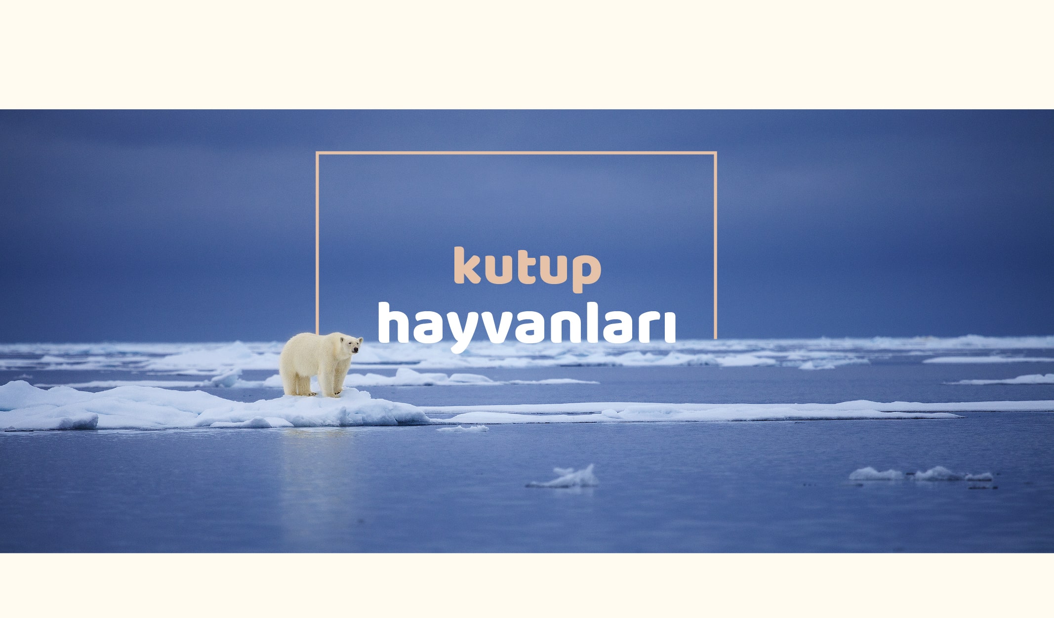 Varlıklarıyla Kutupları Bile Isıtan Hayvanlar