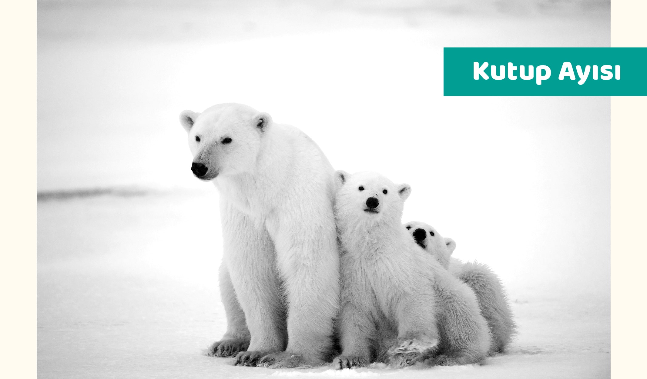 kutup hayvanları