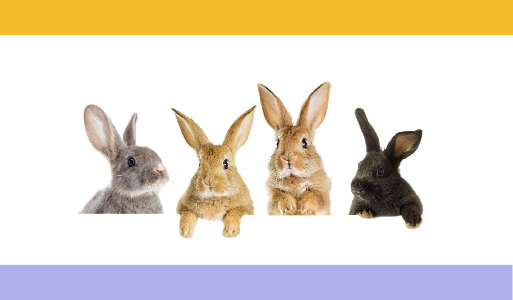 YAZ MEVSİMİNİN BİTİŞİNİ HAYVAN DOSTLARIMIZ NASIL DEĞERLENDİRİYOR?