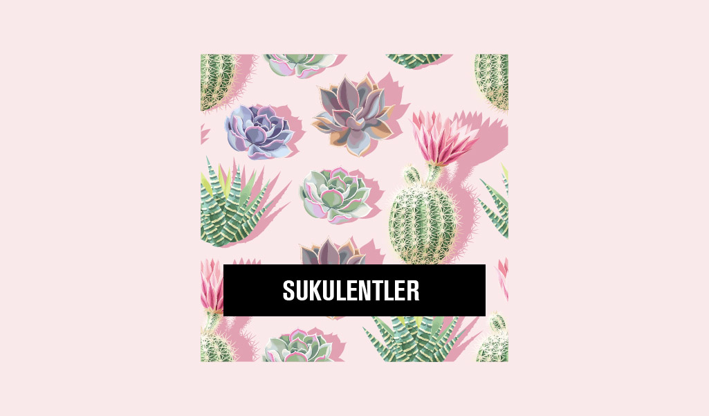 SUKULENTLER: EN GÖZDE DEKORATİF BİTKİLER