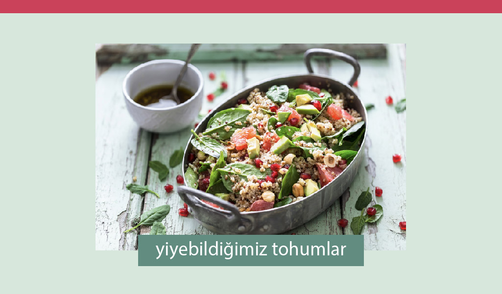 YİYEBİLDİĞİMİZ TOHUMLAR VE KULLANIM ALANLARI