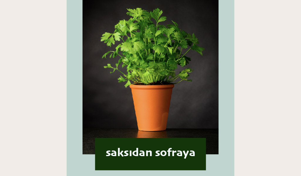 EVİNİZİN İÇİNDE BOSTAN BİLE YAPABİLİRSİNİZ