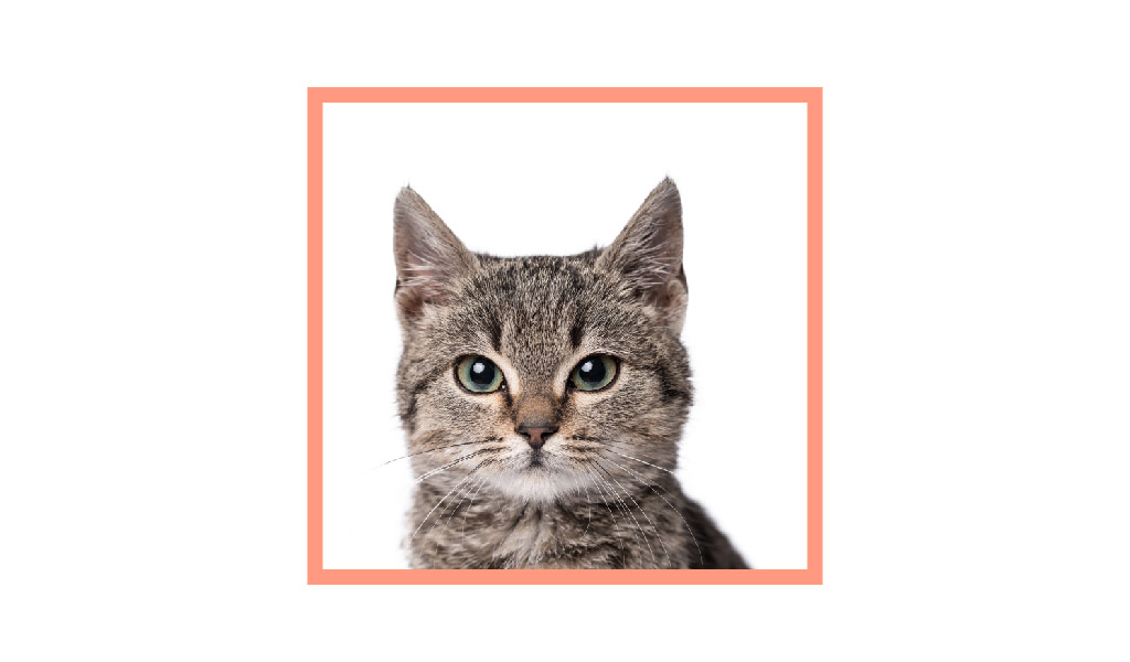 KEDİLER GİBİ DAVRANDIĞIMIZ O ANLAR…