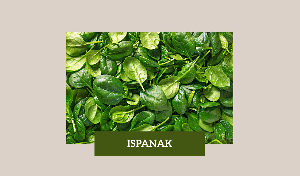 KIŞ AYLARININ PEK KIYMETLİ SEBZESİ ISPANAK