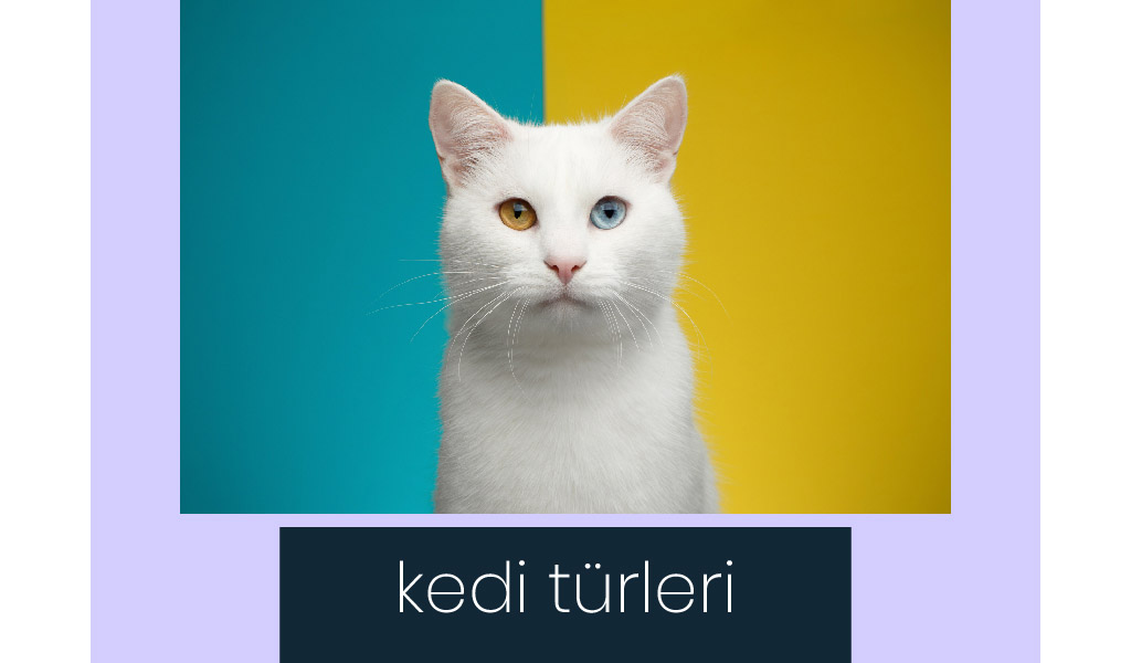 BİRBİRİNDEN KARİZMATİK KEDİ TÜRLERİ