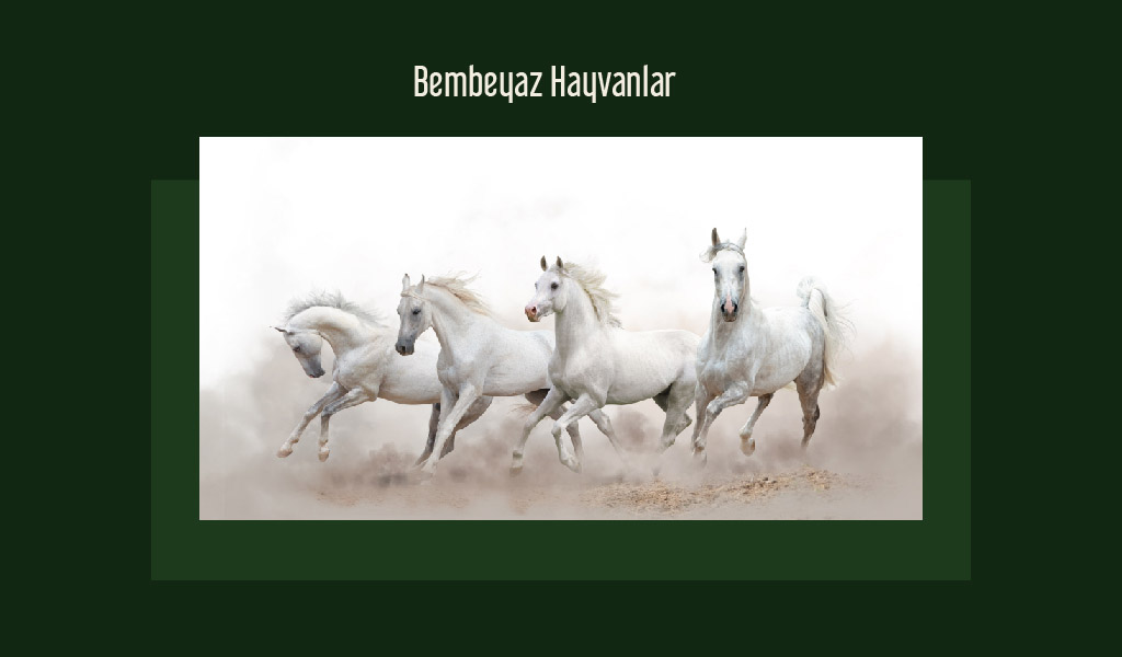 BEMBEYAZ TÜYLERİYLE MÜKEMMEL GÖRÜNEN HAYVANLAR