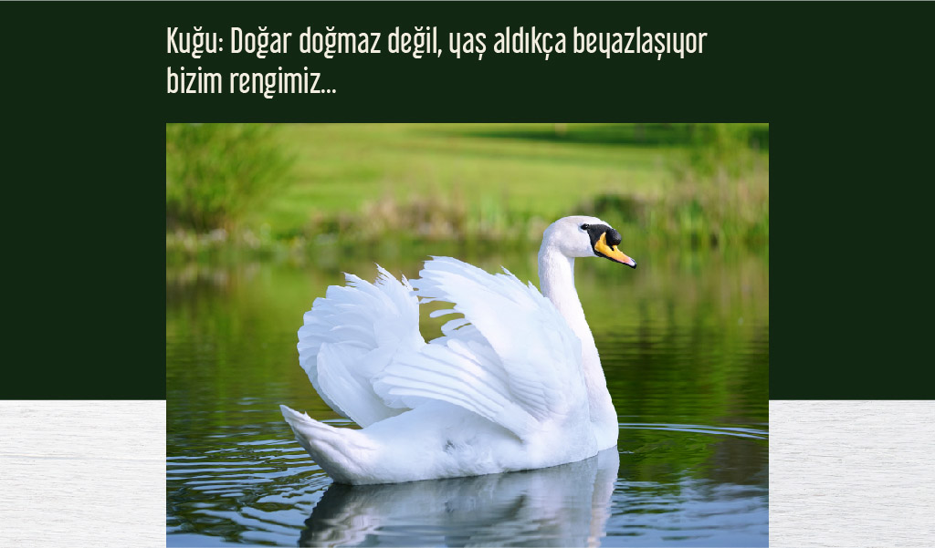 beyaz_hayvanlar beyaz hayvanlar