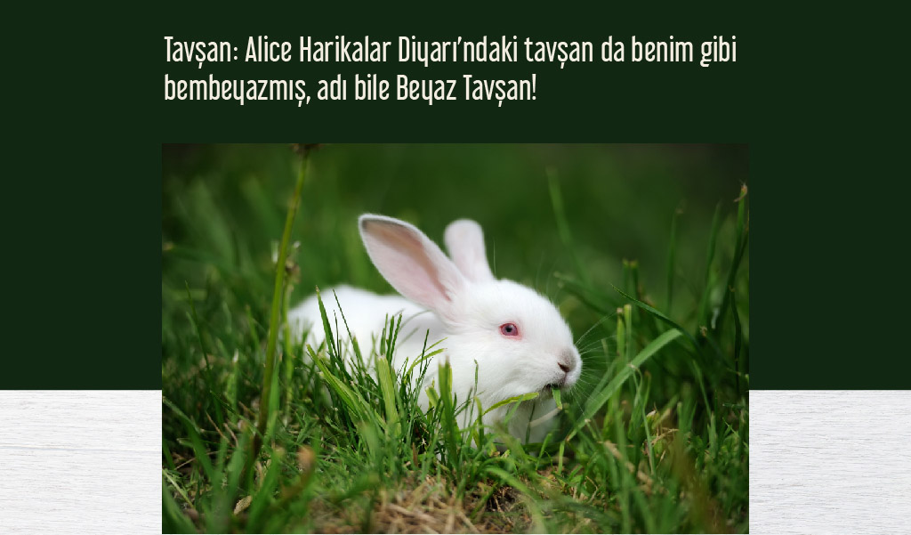 beyaz_hayvanlar beyaz hayvanlar